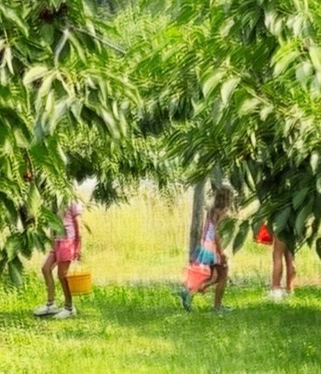 21848 Mt Highway 35, Bigfork, MT 59911 Children picking cherries with their family.