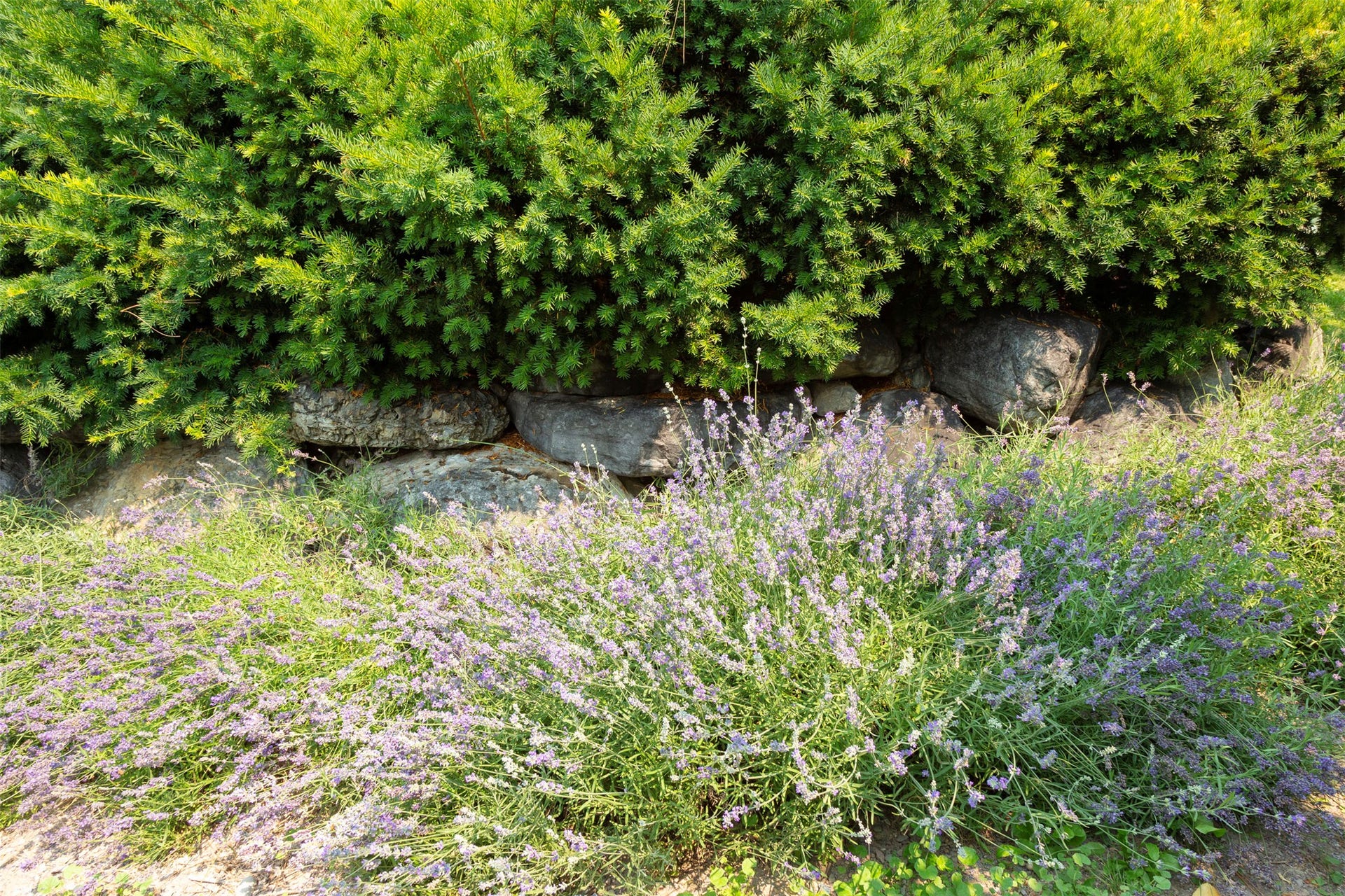 21848 Mt Highway 35, Bigfork, MT 59911 Lavender is among the many perennial herbs grown on the property.