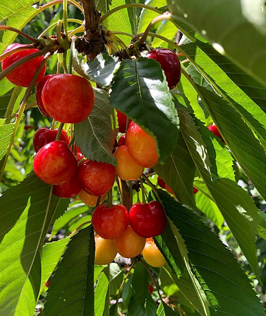 21848 Mt Highway 35, Bigfork, MT 59911 Delicious ripe sweet cherries.