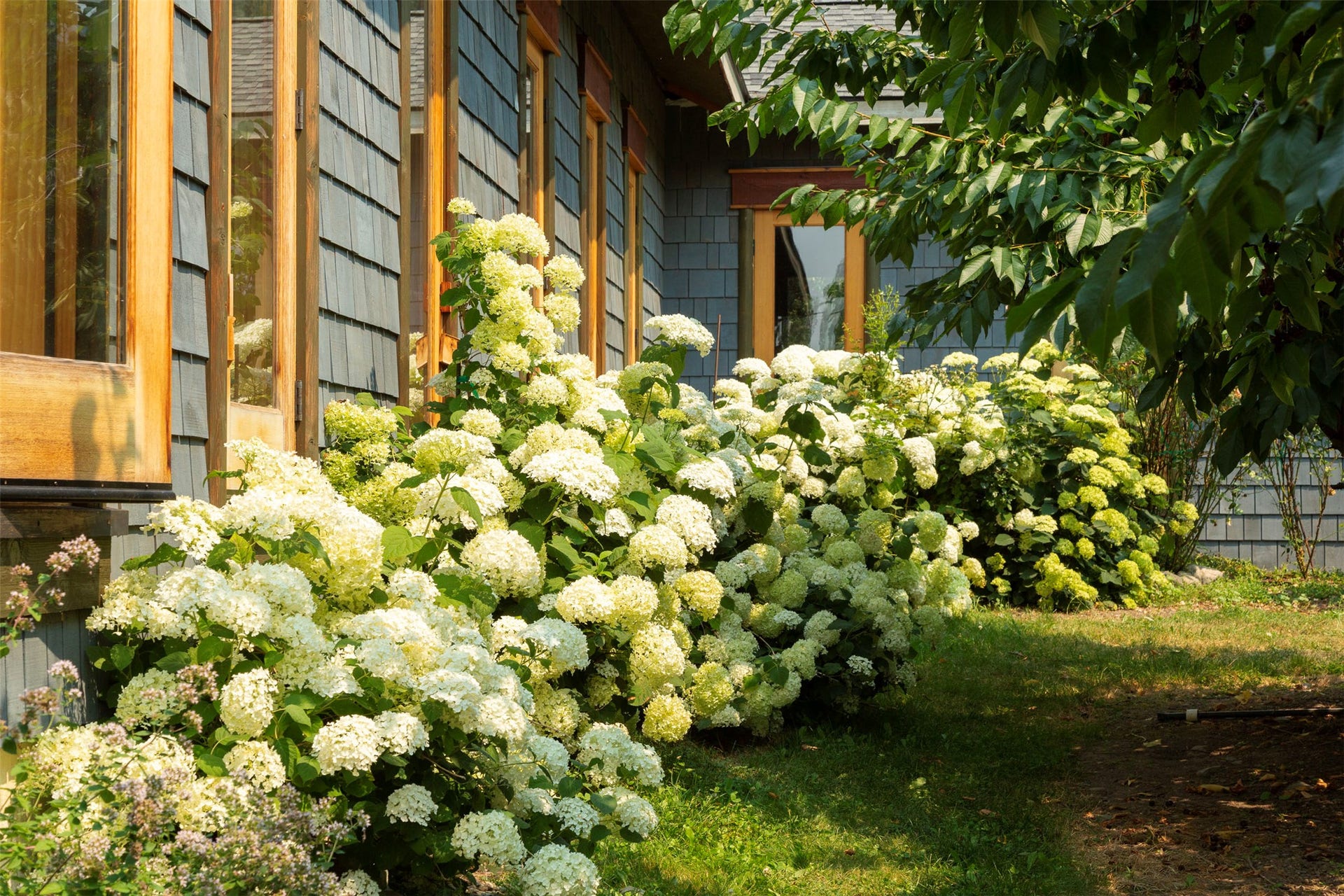 21848 Mt Highway 35, Bigfork, MT 59911 Hydrangeas and roses surround the home and edge the orchard.