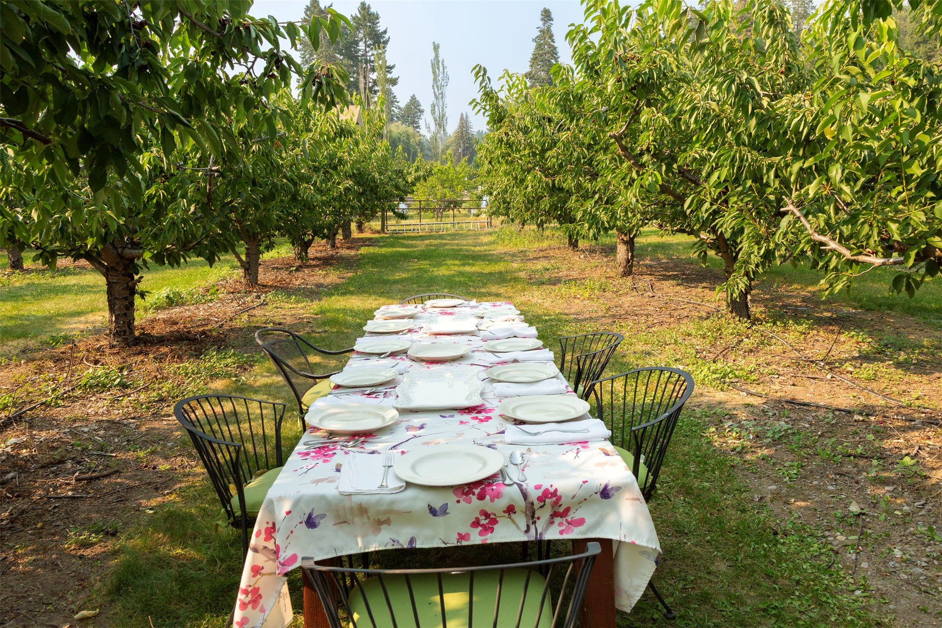 21848 Mt Highway 35, Bigfork, MT 59911 Dinner table set in the cherry orchard for a summer evening gathering of friends.