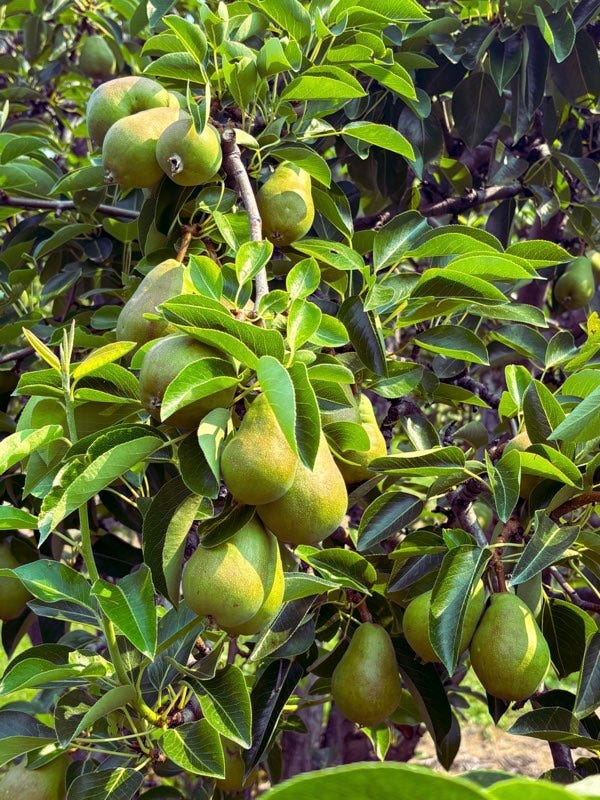 21848 Mt Highway 35, Bigfork, MT 59911 Pears ripening for the early fall harvest.