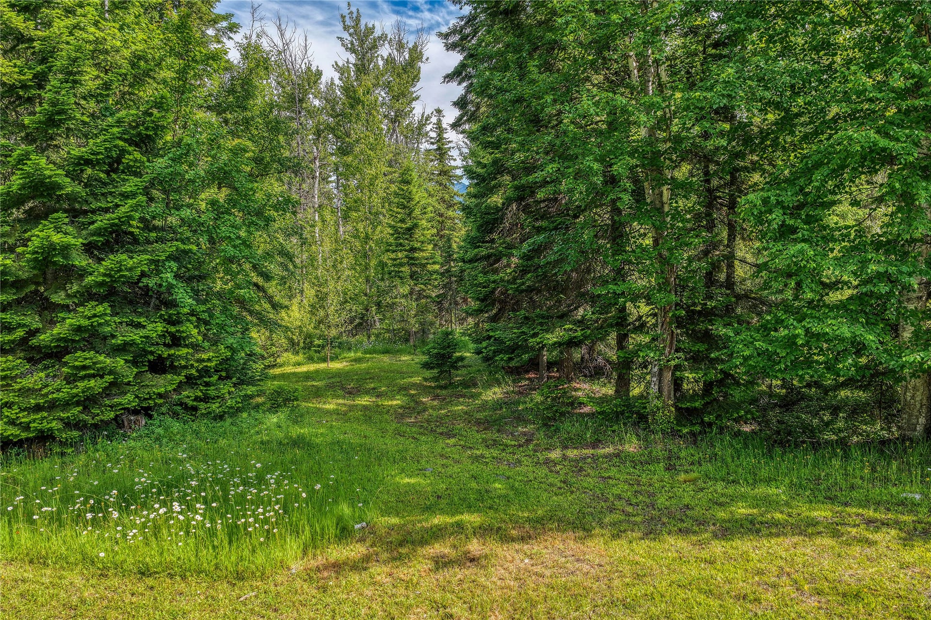 28012 Meadow Creek Road, Bigfork, MT 59911 Wooded property featuring a grassy clearing bordered by mature trees