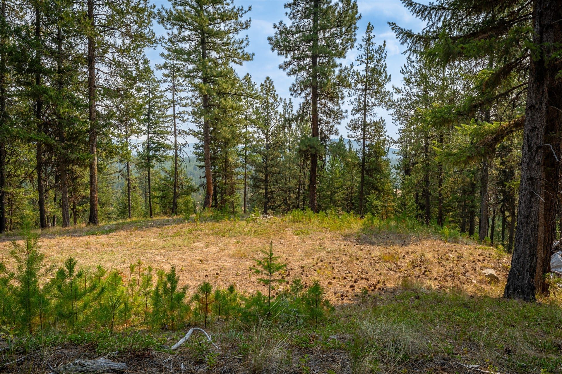 9653 Us Highway 2 W, Marion, MT 59925 Cleared building site surrounded by mature trees