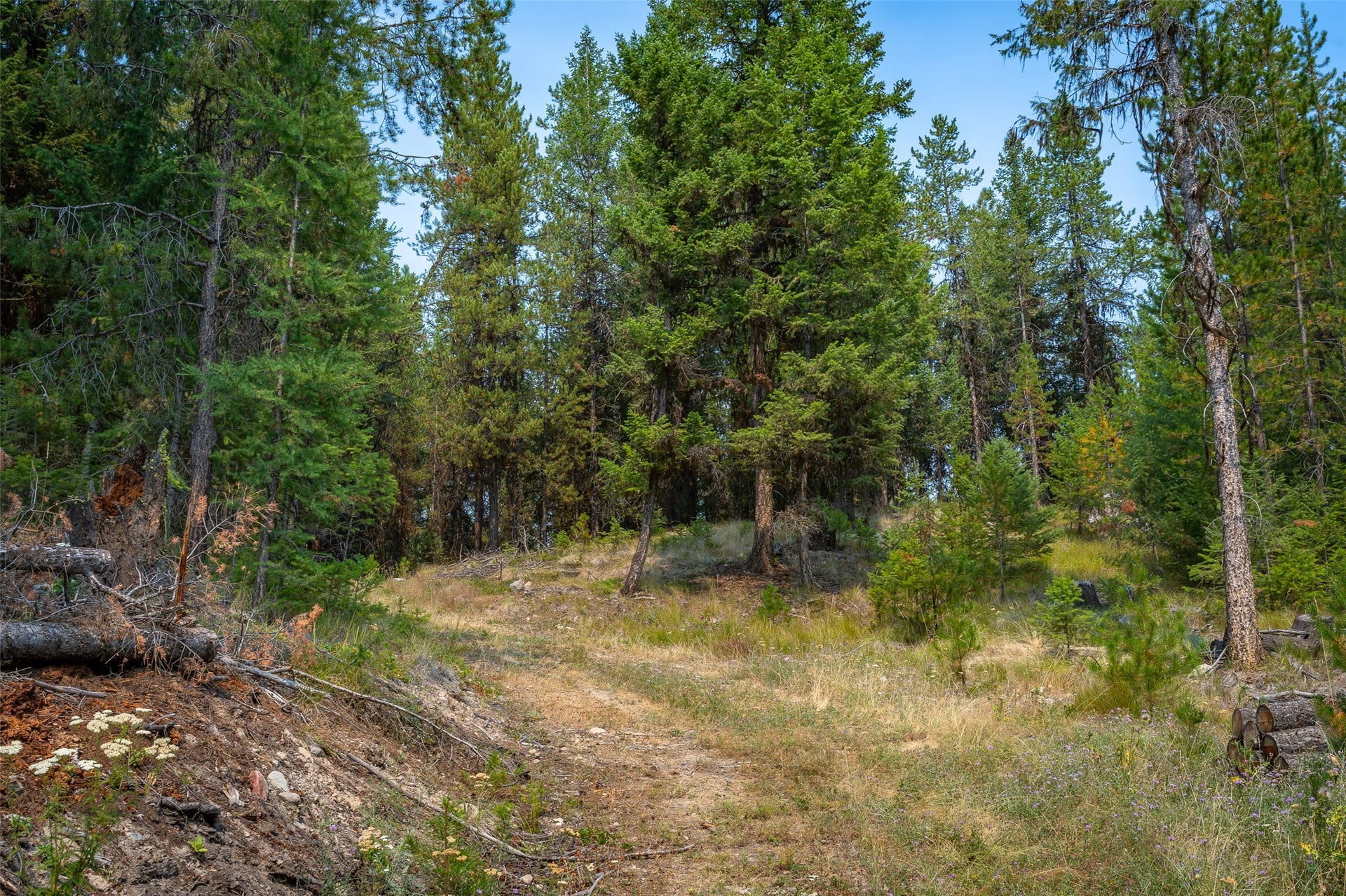 9653 Us Highway 2 W, Marion, MT 59925 Wooded lot with mature evergreen trees and natural ground cover