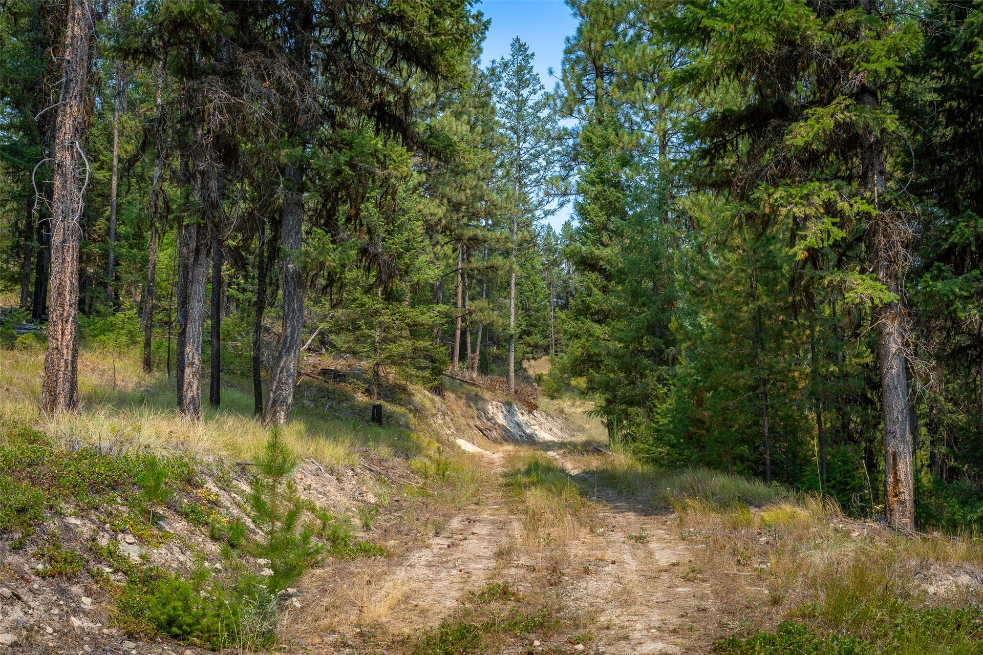 9653 Us Highway 2 W, Marion, MT 59925 Wooded property featuring mature evergreen trees and a natural path