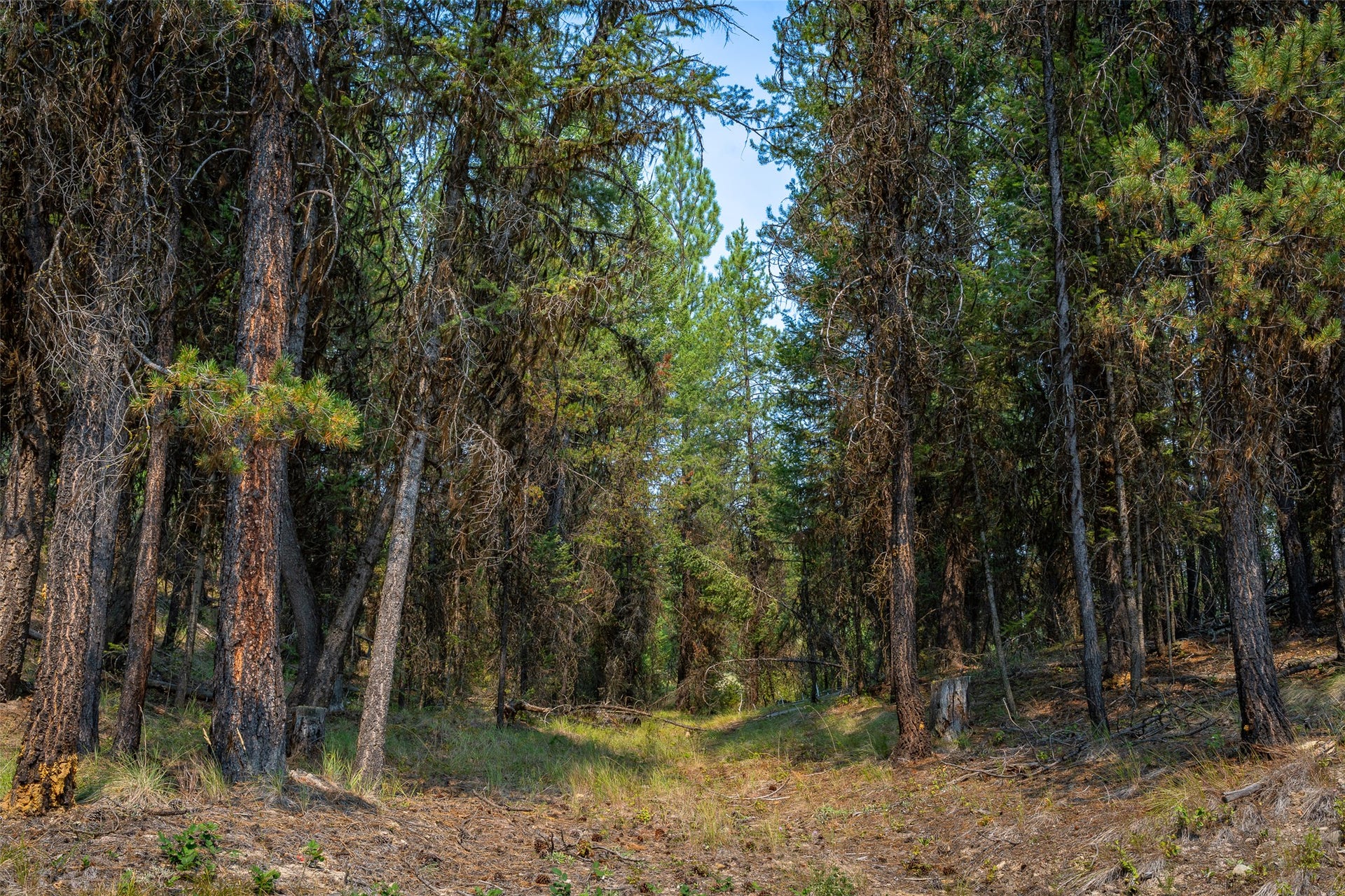 9653 Us Highway 2 W, Marion, MT 59925 Wooded property featuring mature evergreen trees and natural ground cover