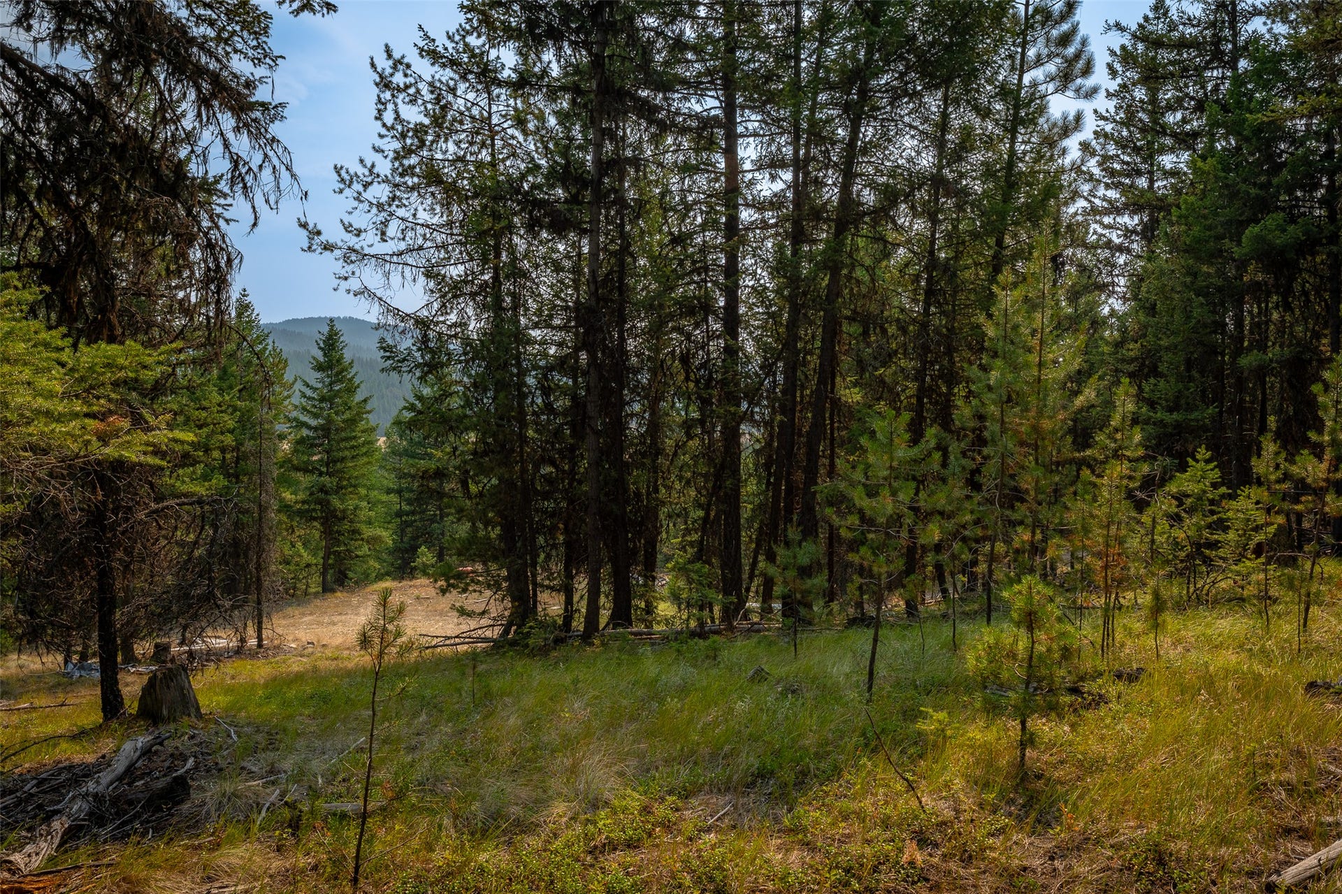 9653 Us Highway 2 W, Marion, MT 59925 Mature evergreen forest setting