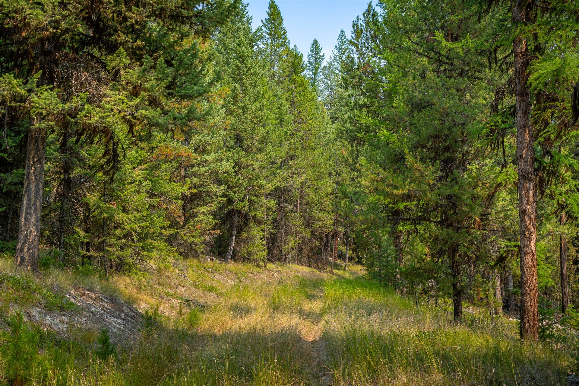 9653 Us Highway 2 W, Marion, MT 59925 Wooded landscape with mature evergreen trees and natural ground cover