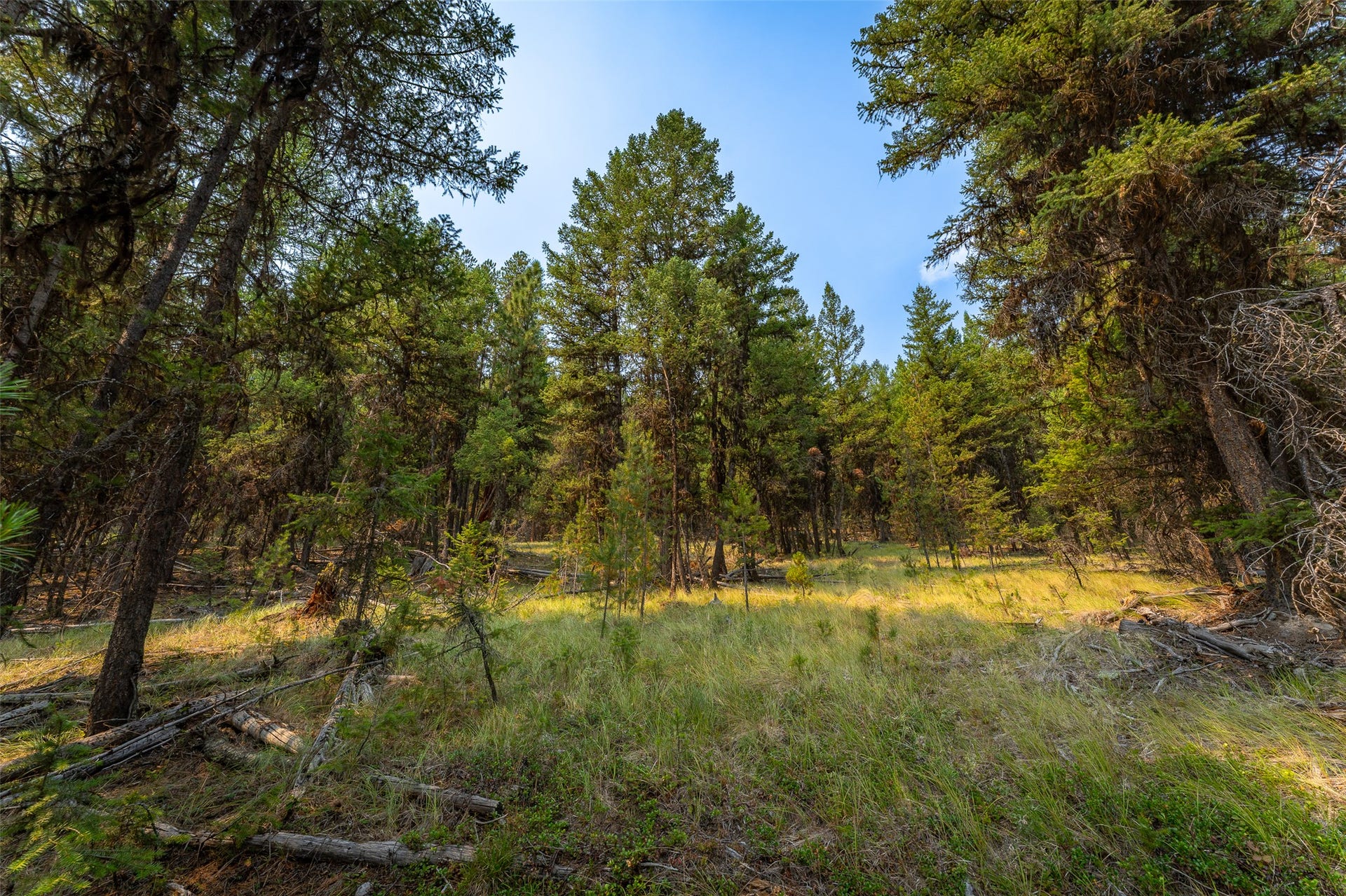 9653 Us Highway 2 W, Marion, MT 59925 Expansive natural landscape featuring dense evergreen trees and a grassy forest floor