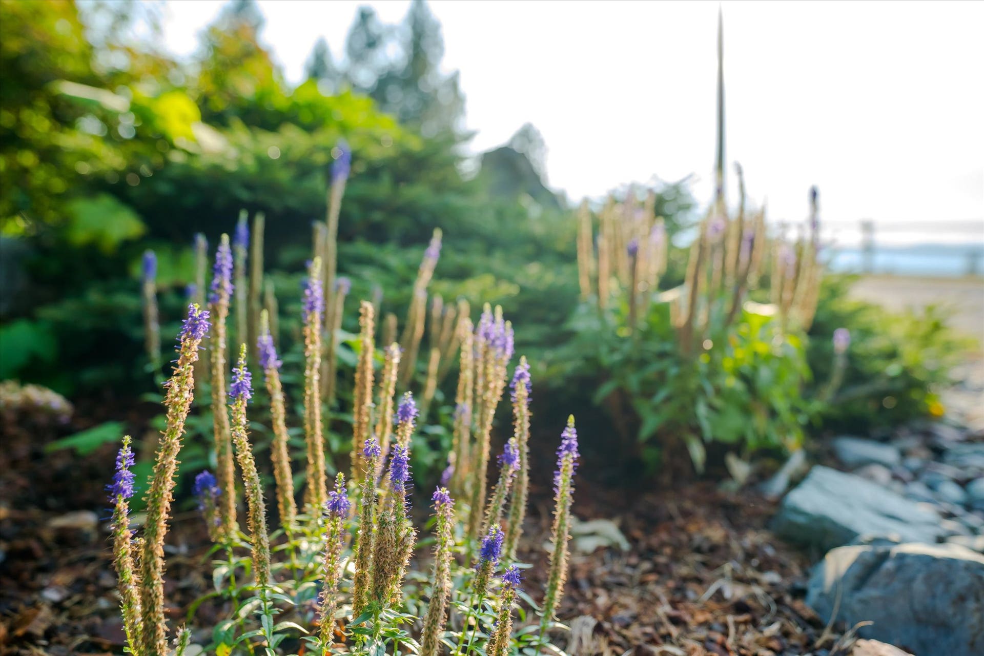 165 Sylvan Drive, Bigfork, MT 59911 Perennials - 165 Sylvan Drive - Bigfork, MT 59911
