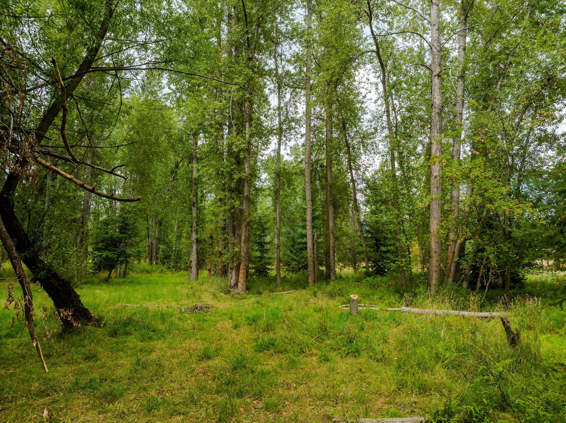98 Dome Mountain Avenue, Libby, MT 59923 Potential build site