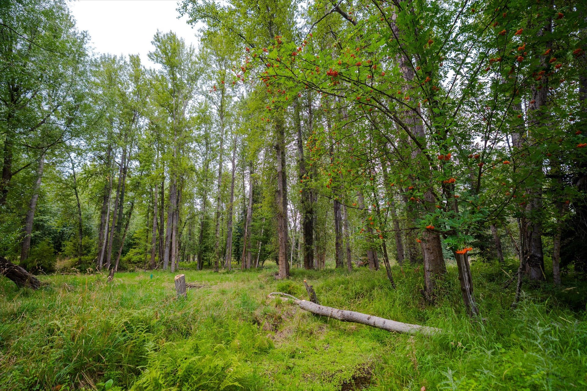 98 Dome Mountain Avenue, Libby, MT 59923 Potential build site