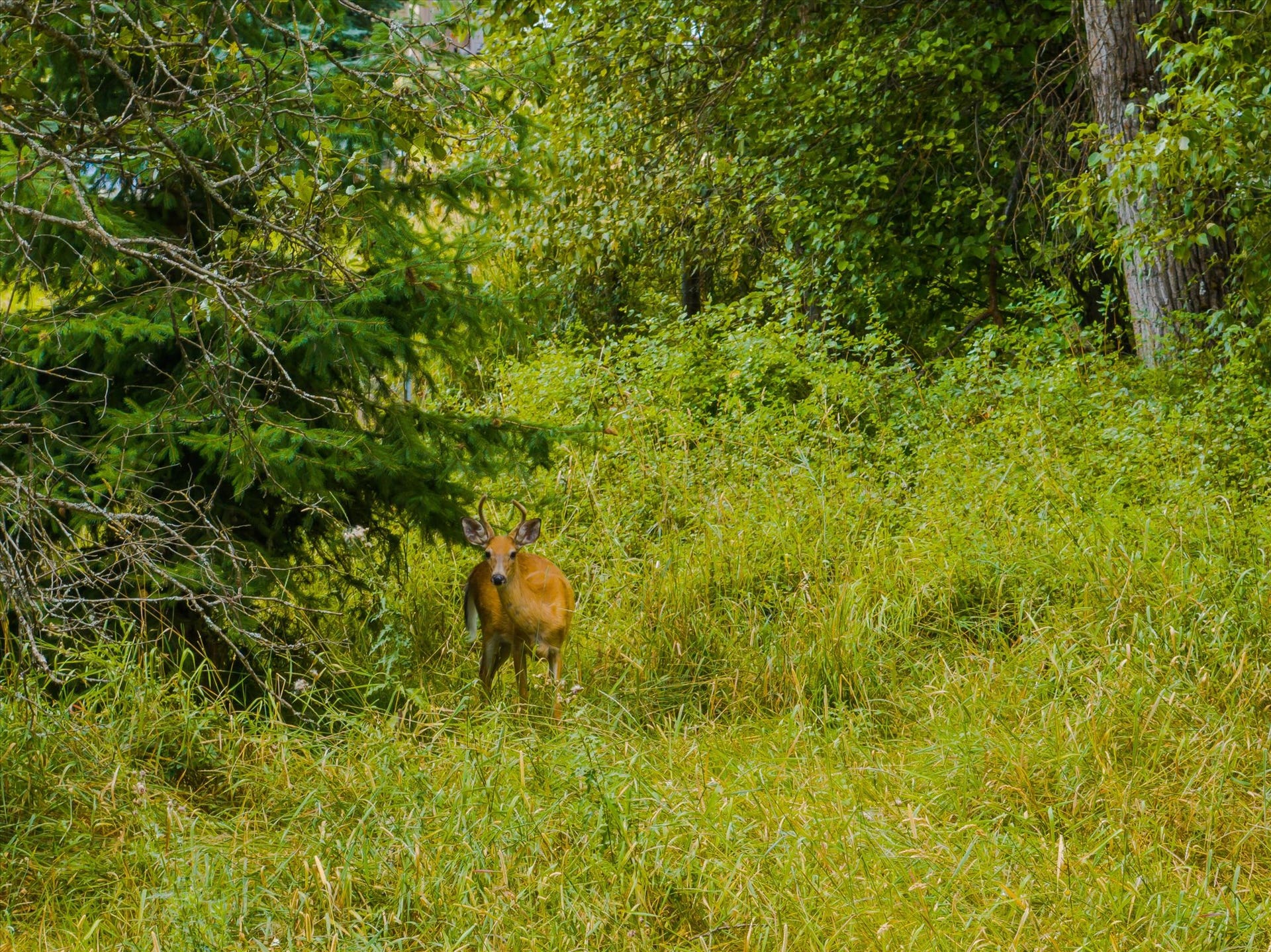 98 Dome Mountain Avenue, Libby, MT 59923 Deer and wild turkeys are common visitors