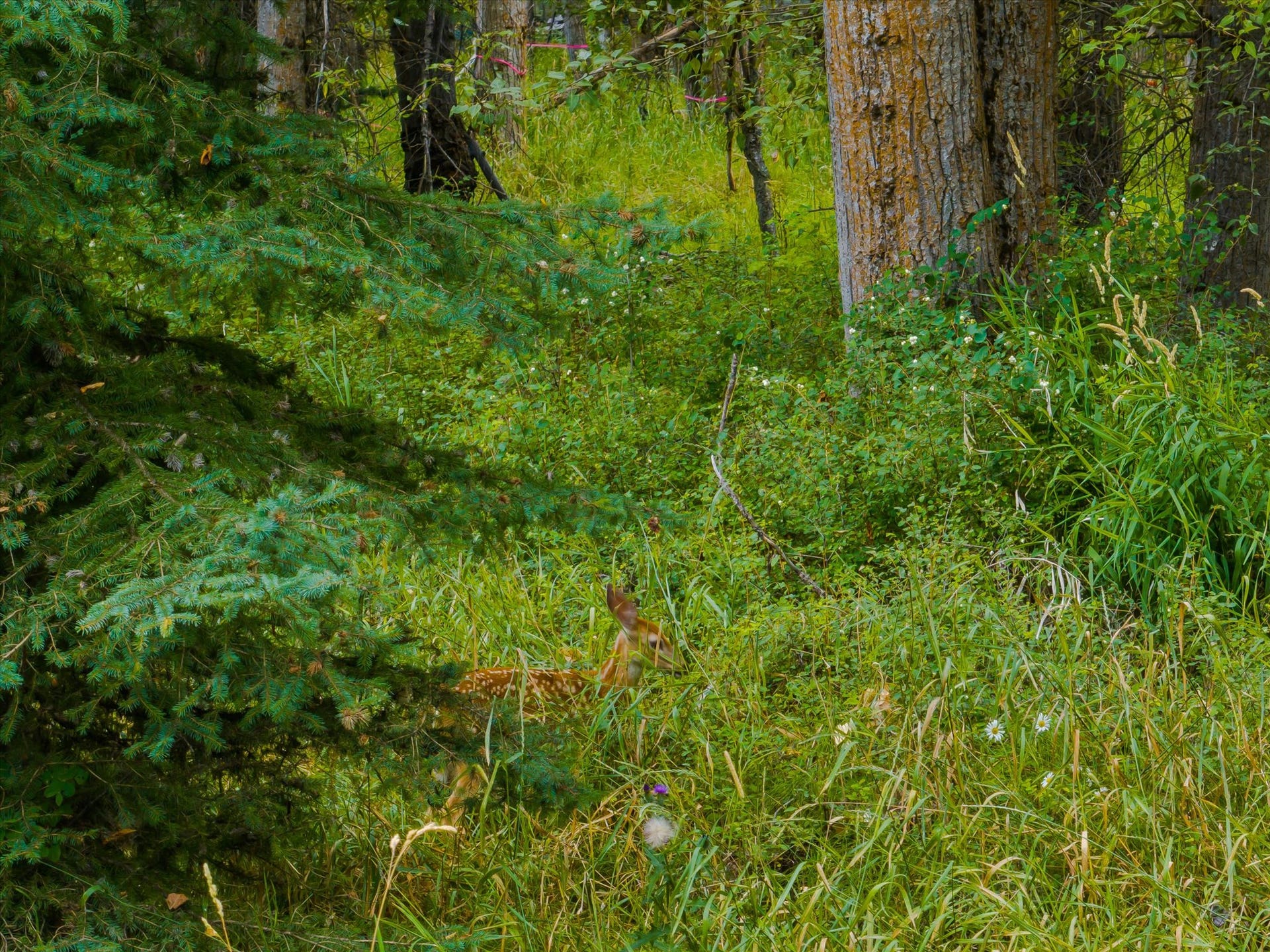 98 Dome Mountain Avenue, Libby, MT 59923 Deer and wild turkeys are common visitors