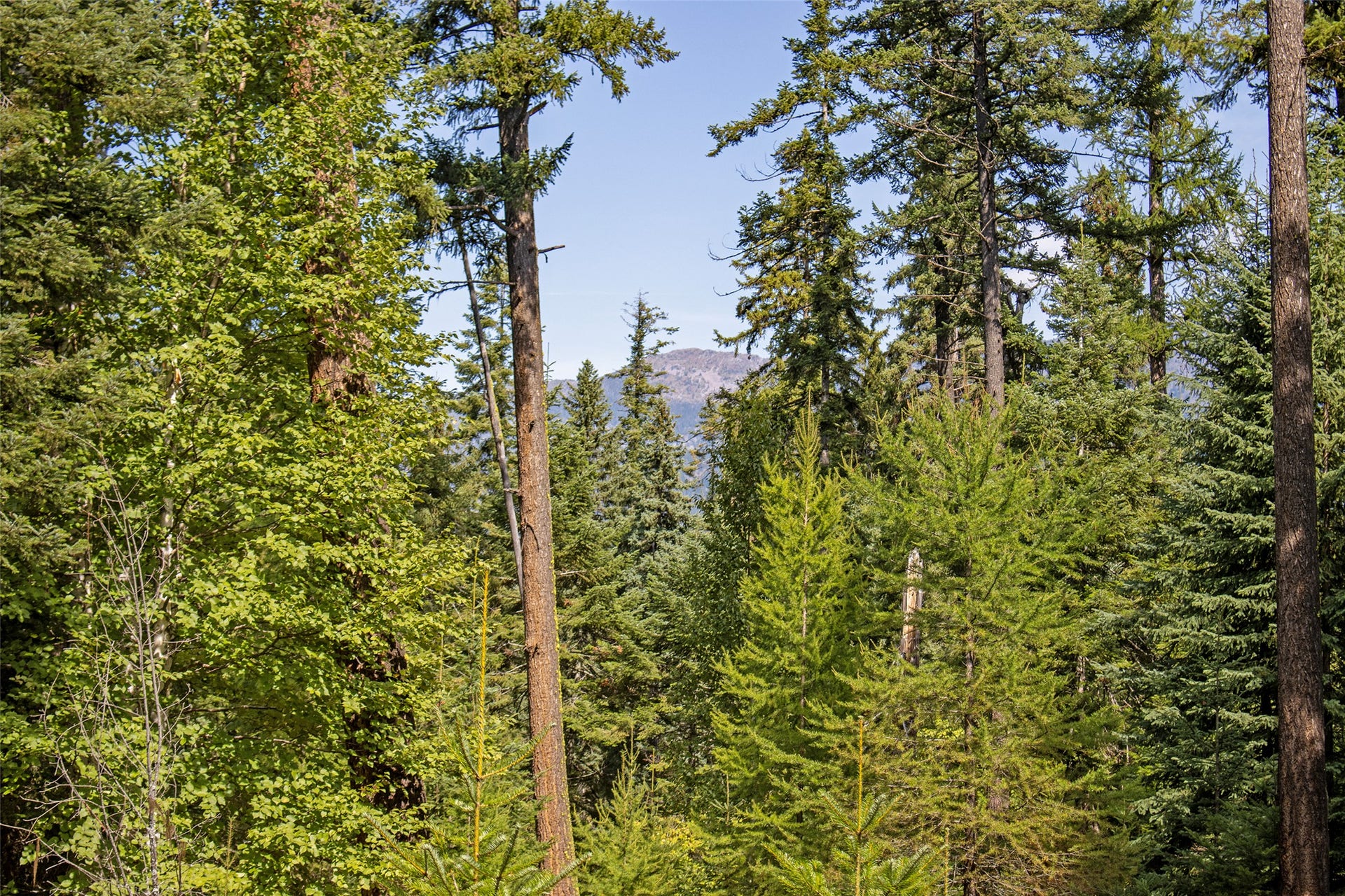 595 Wapiti Lane, Bigfork, MT 59911 595 Wapiti Lane, Bigfork, MT 59911