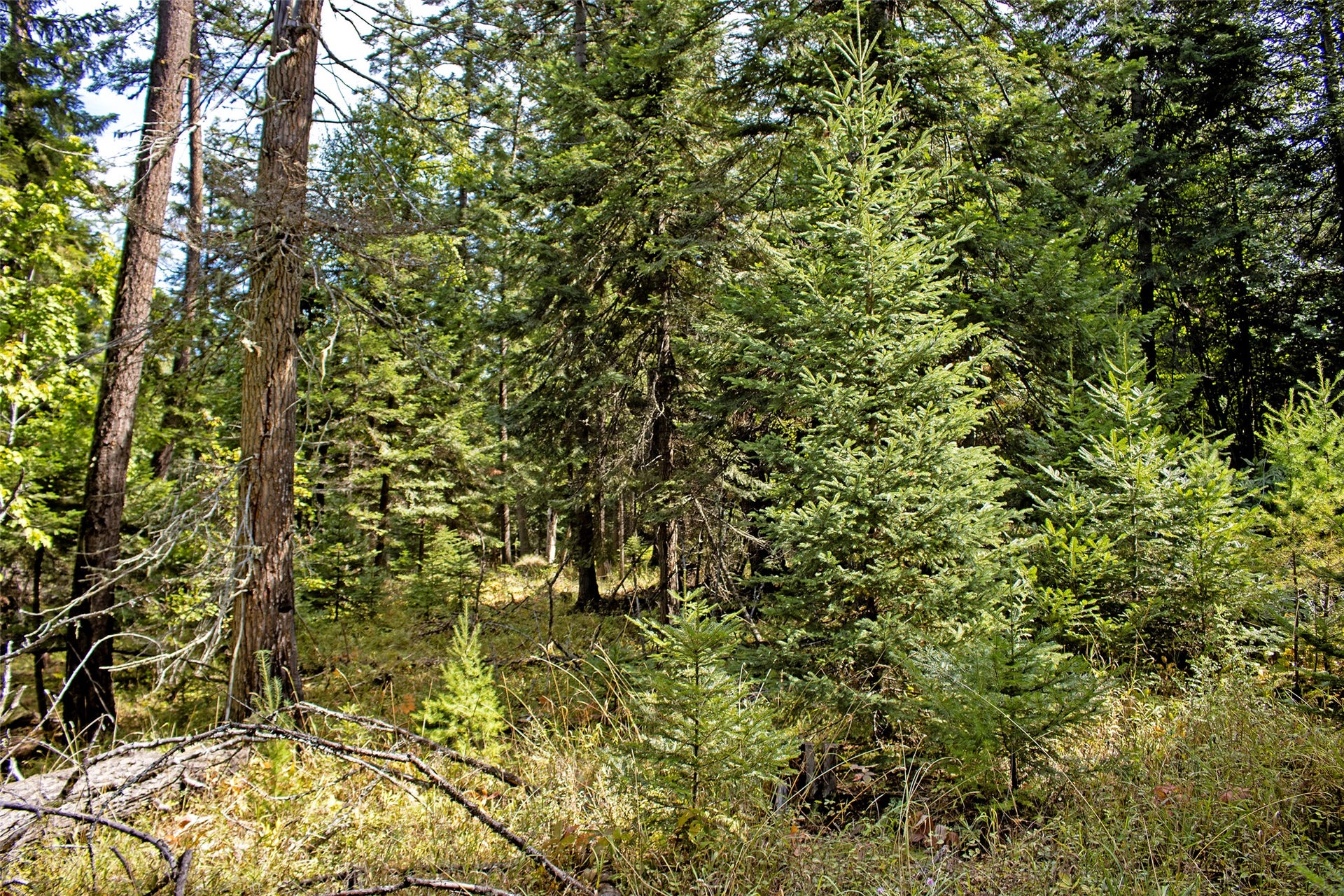 595 Wapiti Lane, Bigfork, MT 59911 595 Wapiti Lane, Bigfork, MT 59911