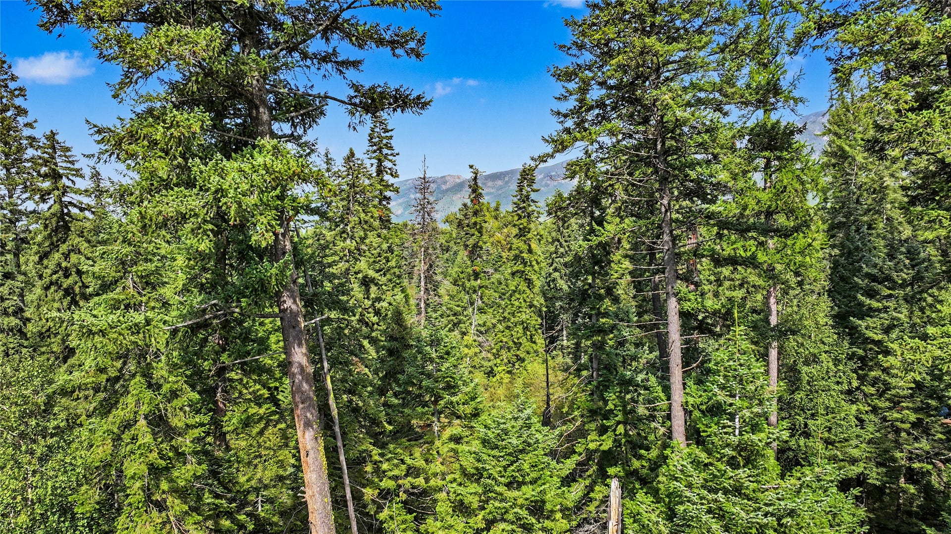 595 Wapiti Lane, Bigfork, MT 59911 595 Wapiti Lane, Bigfork, MT 59911