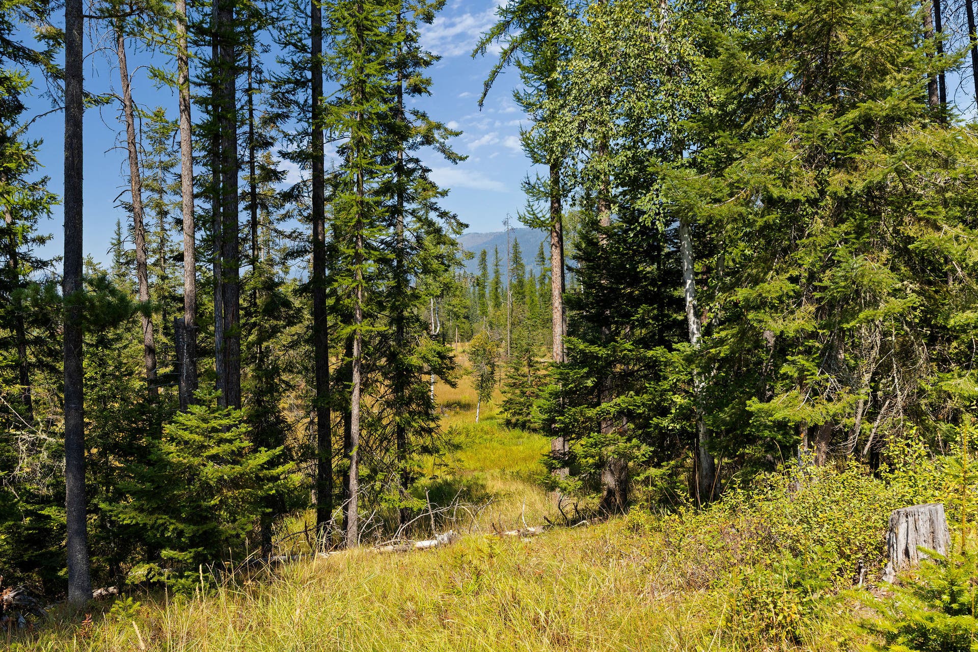 778 Pine Ridge Road, Bigfork, MT 59911 778 Pine Ridge Road, Bigfork, MT 59911