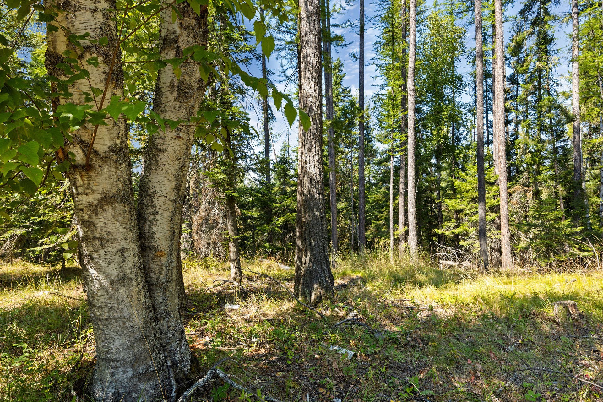 778 Pine Ridge Road, Bigfork, MT 59911 778 Pine Ridge Road, Bigfork, MT 59911