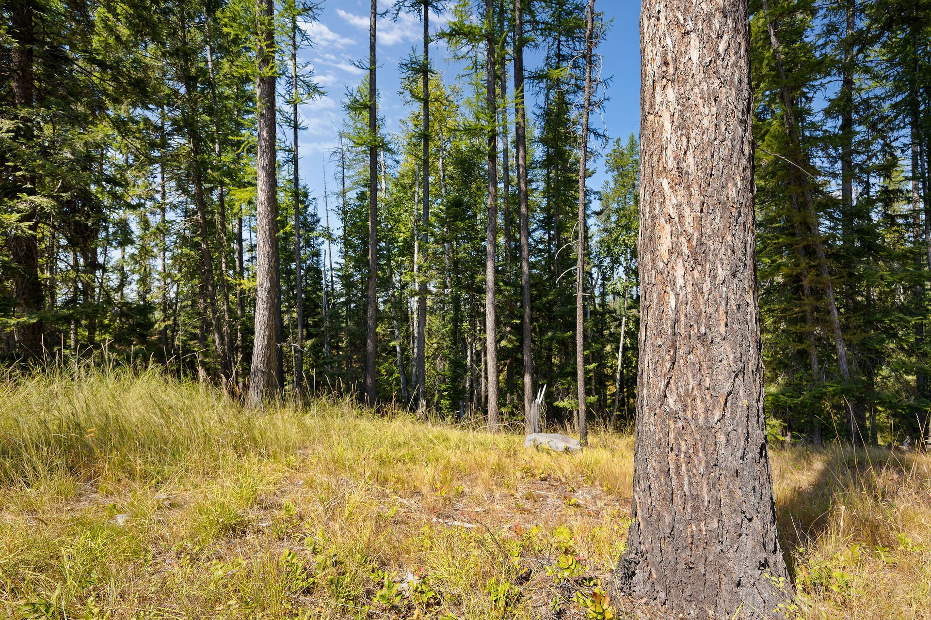 778 Pine Ridge Road, Bigfork, MT 59911 778 Pine Ridge Road, Bigfork, MT 59911