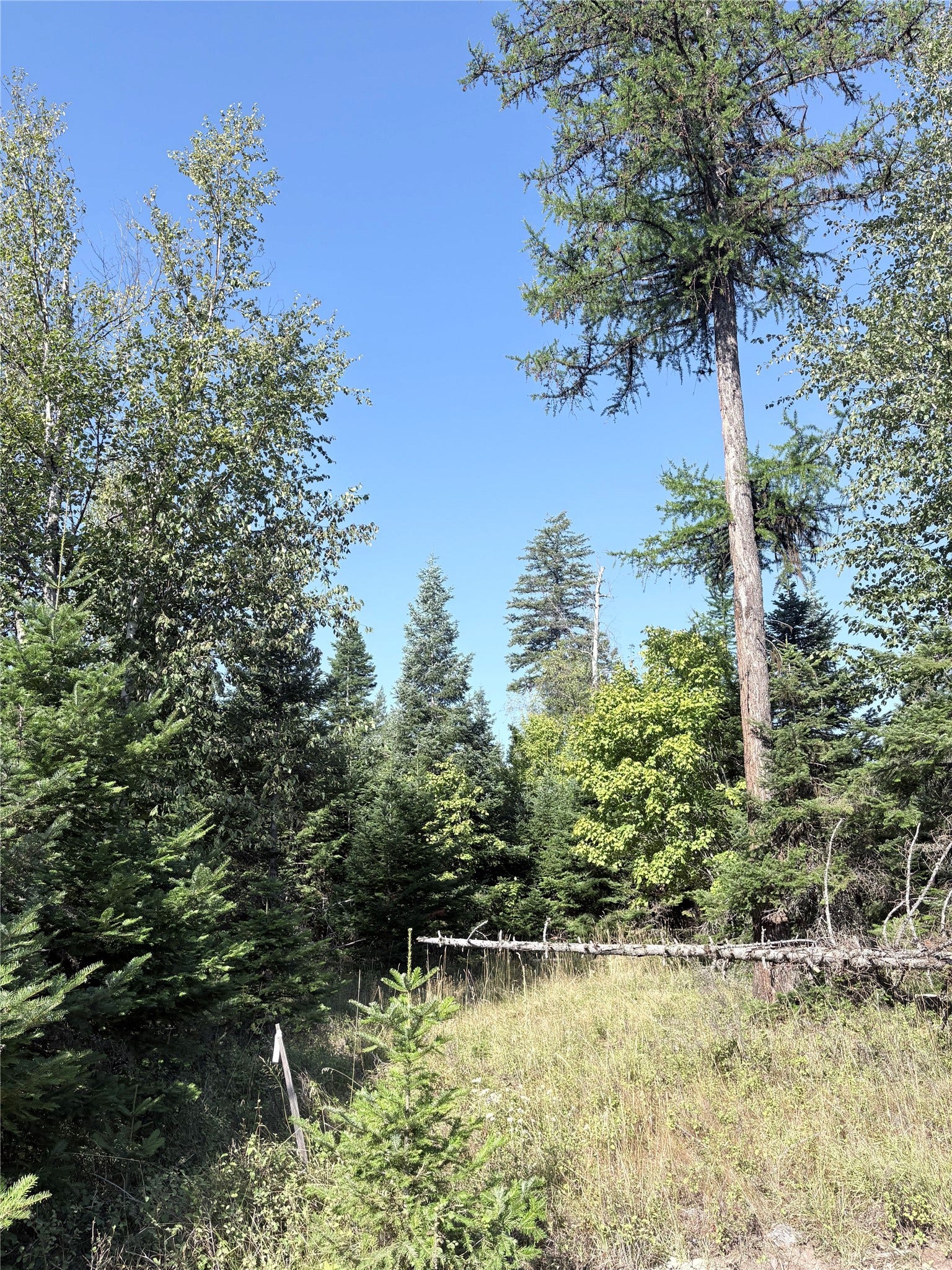 13515 Sundance Trail, Bigfork, MT 59911 back yard