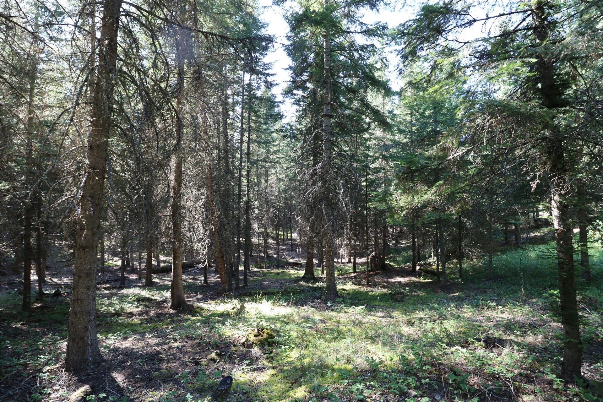 NHN Jewel Basin Ranch Road, Bigfork, MT 59911