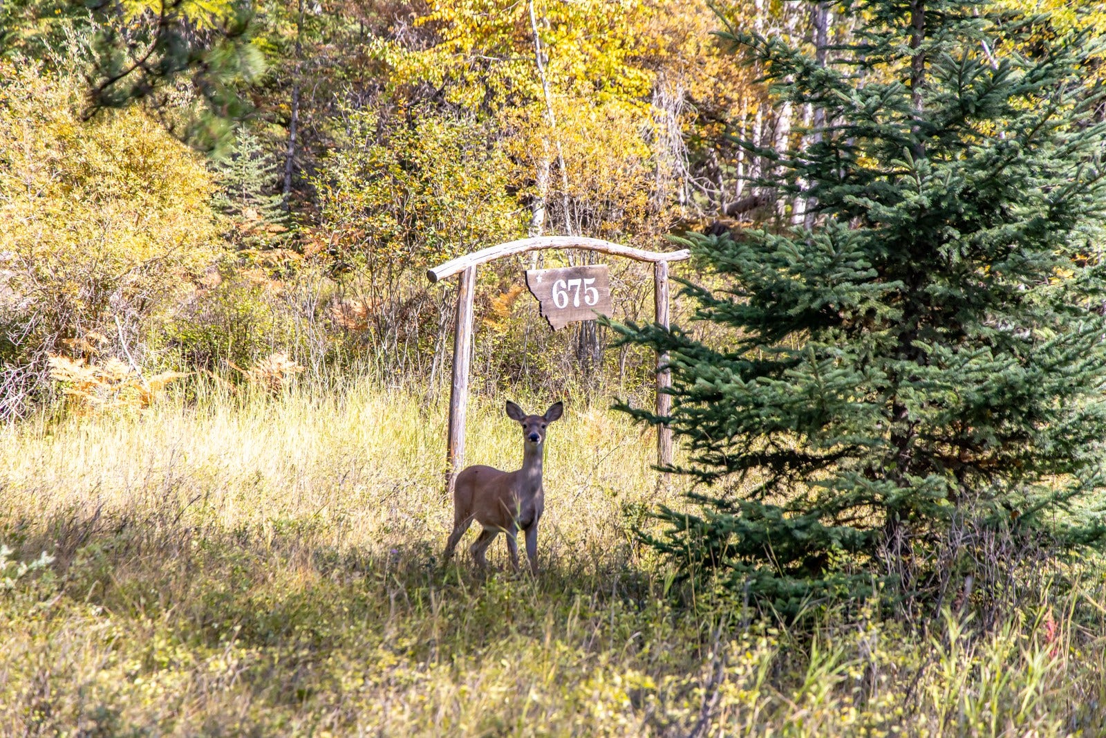 675 Beaver Lake Road, Whitefish, MT 59937 675 Beaver Lake Road, Whitefish, MT 59937
