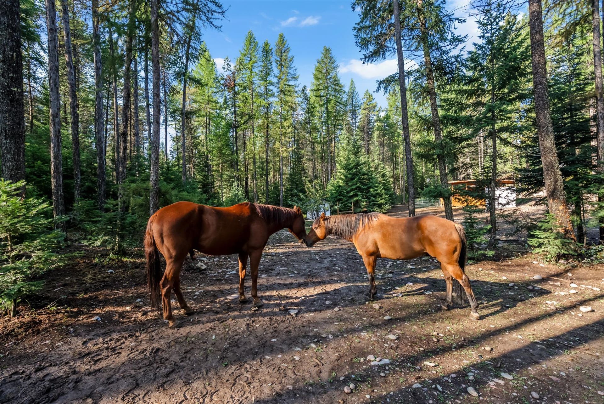 Bring your horses and chickens! This unconstrained 4.79-acre parcel offers usable land, mature timber, and open meadow space for your ideal Montana homestead.