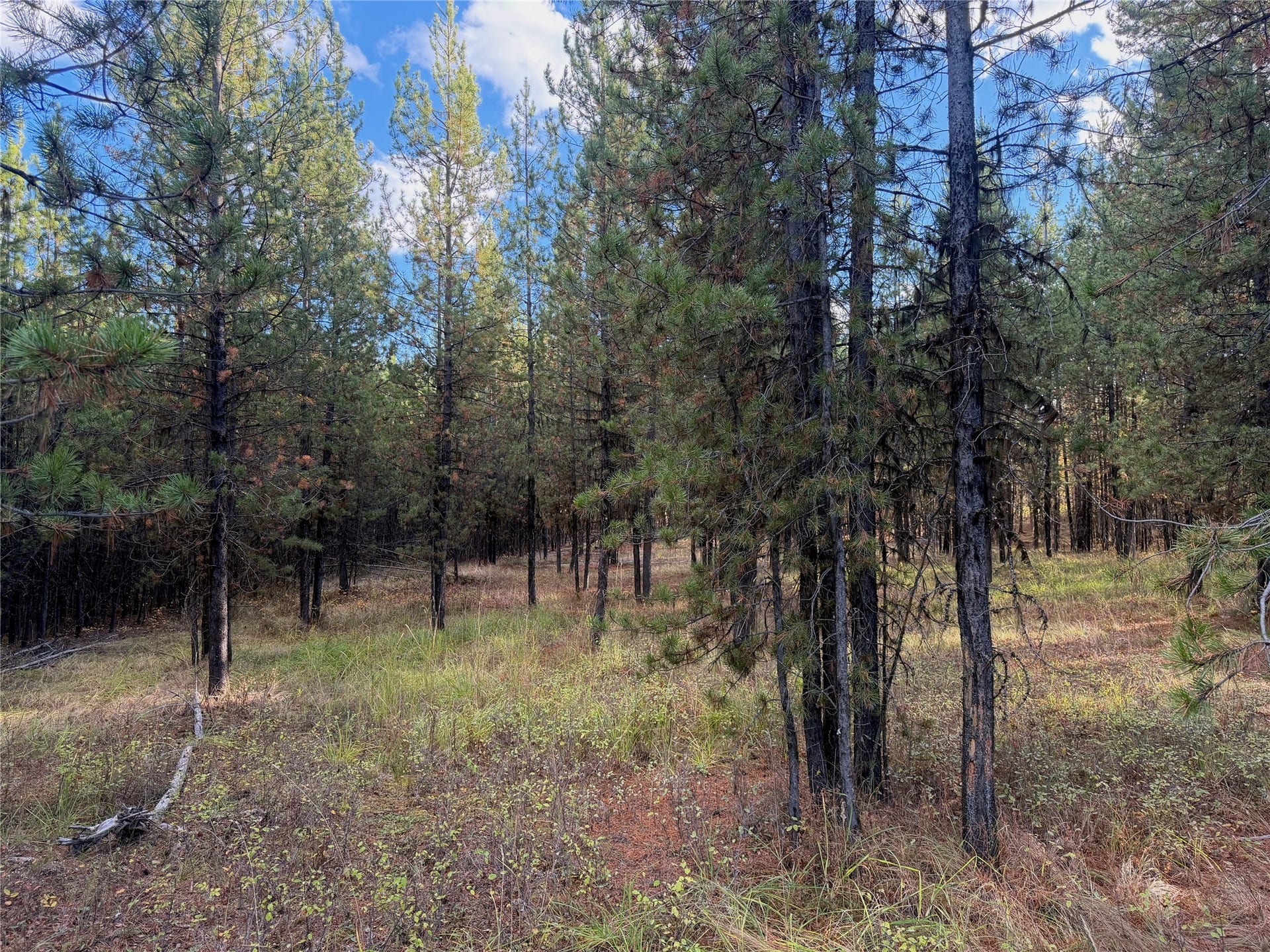 10601 North Fork Road, Polebridge, MT 59928 Trees