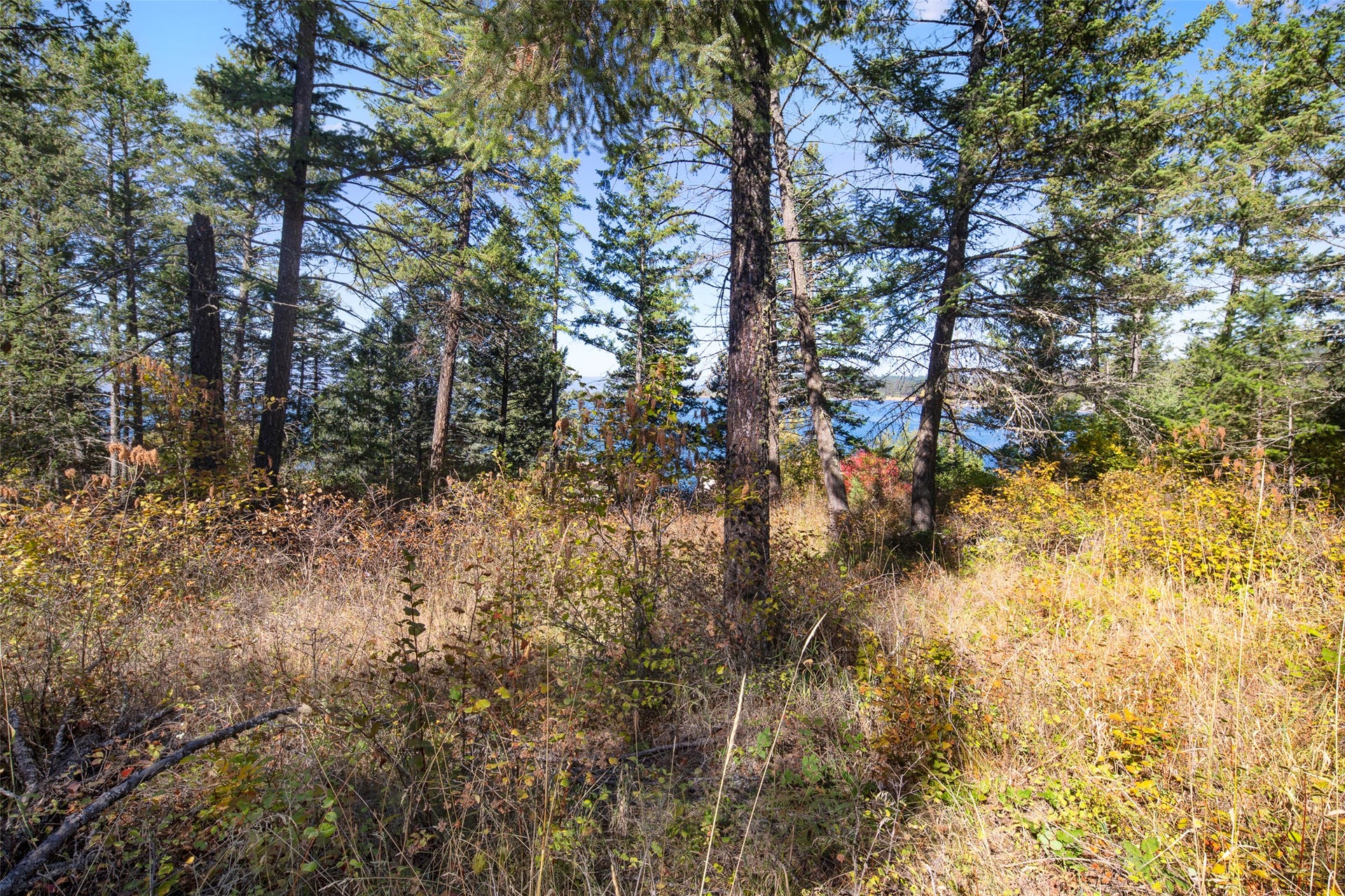 142 Whisper Ridge Drive, Bigfork, MT 59911 mature trees