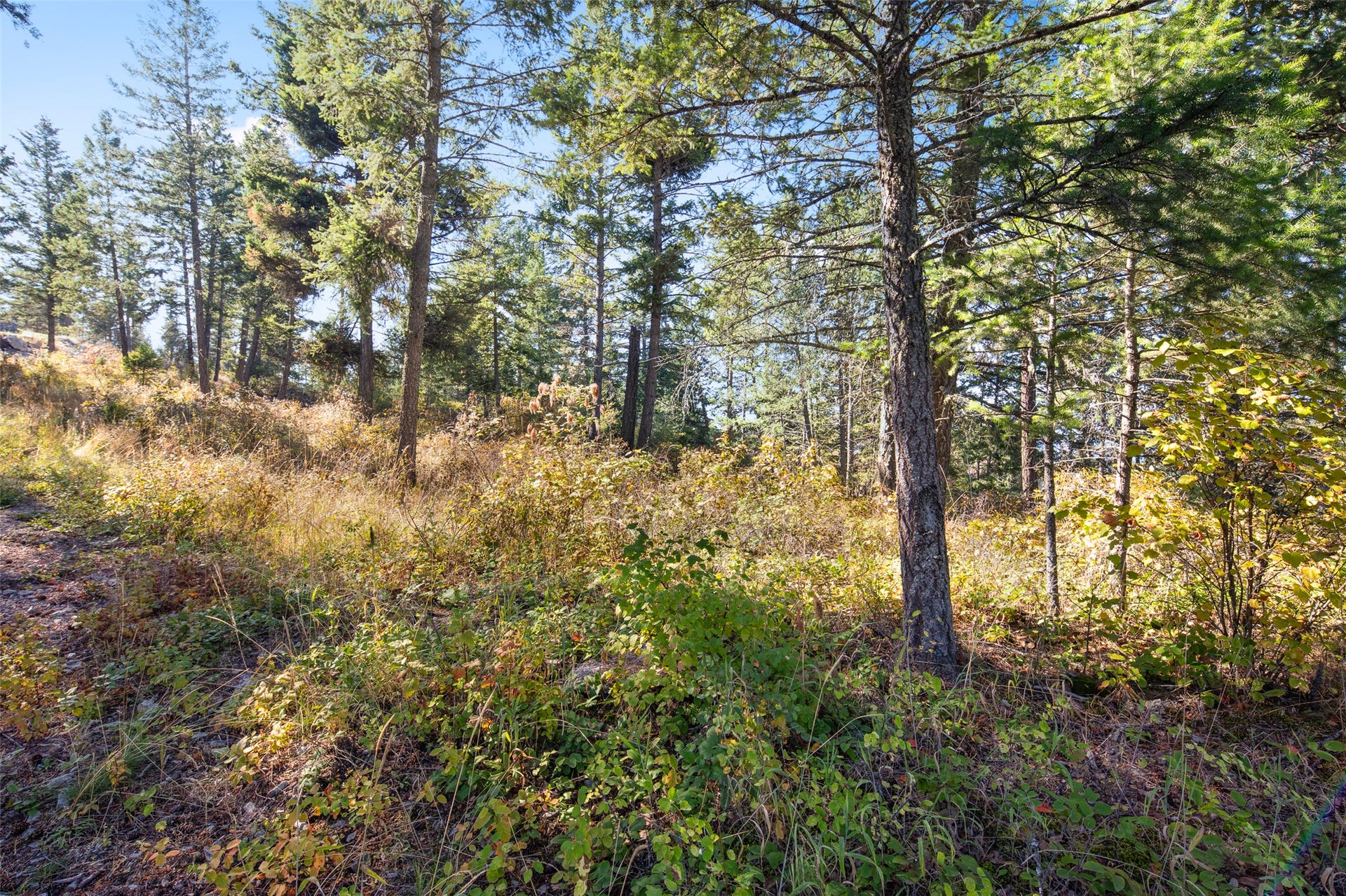 142 Whisper Ridge Drive, Bigfork, MT 59911 mature trees