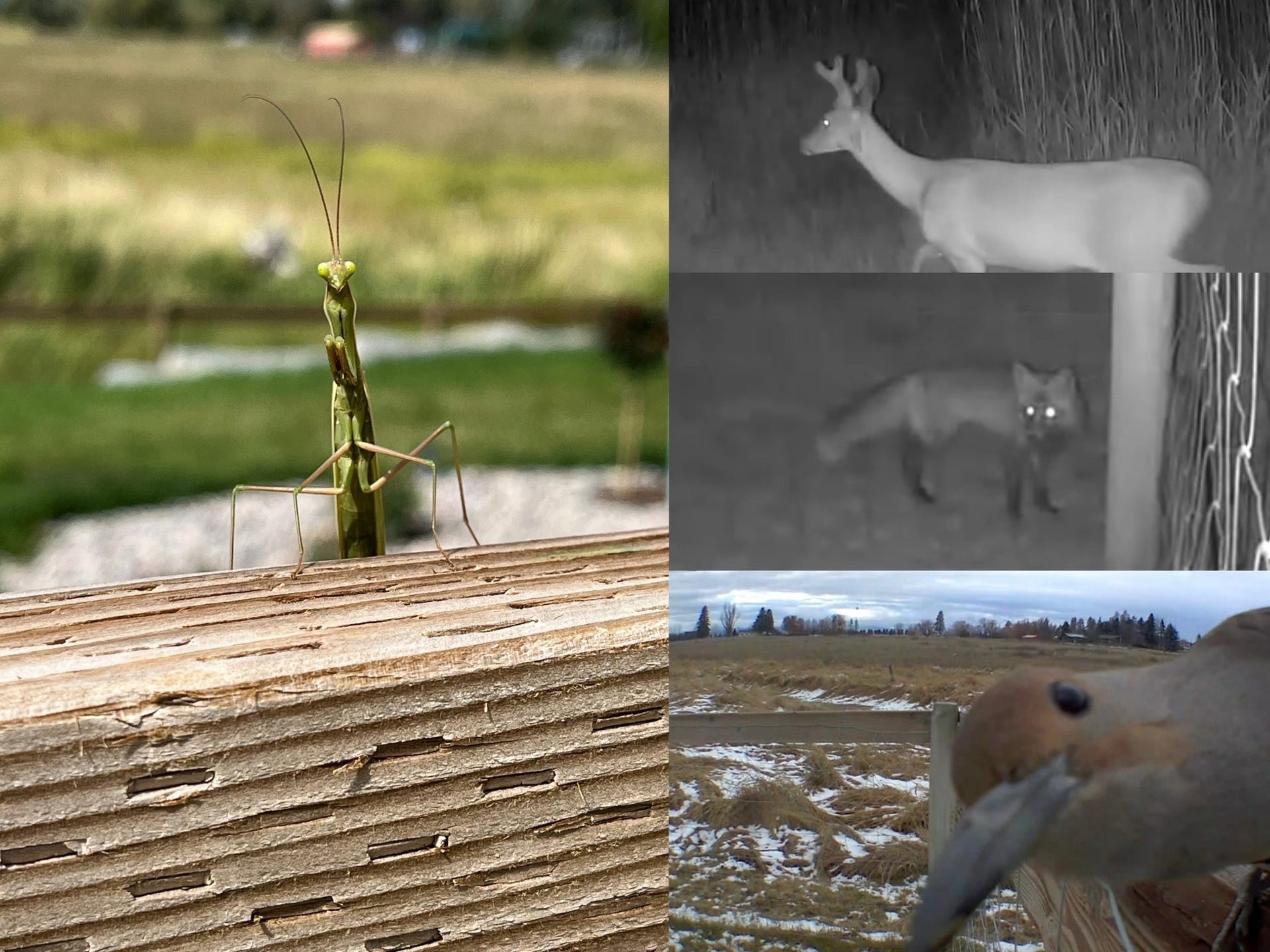 148 Fox Den Trail, Kalispell, MT 59901 Some of the local wildlife visitors
