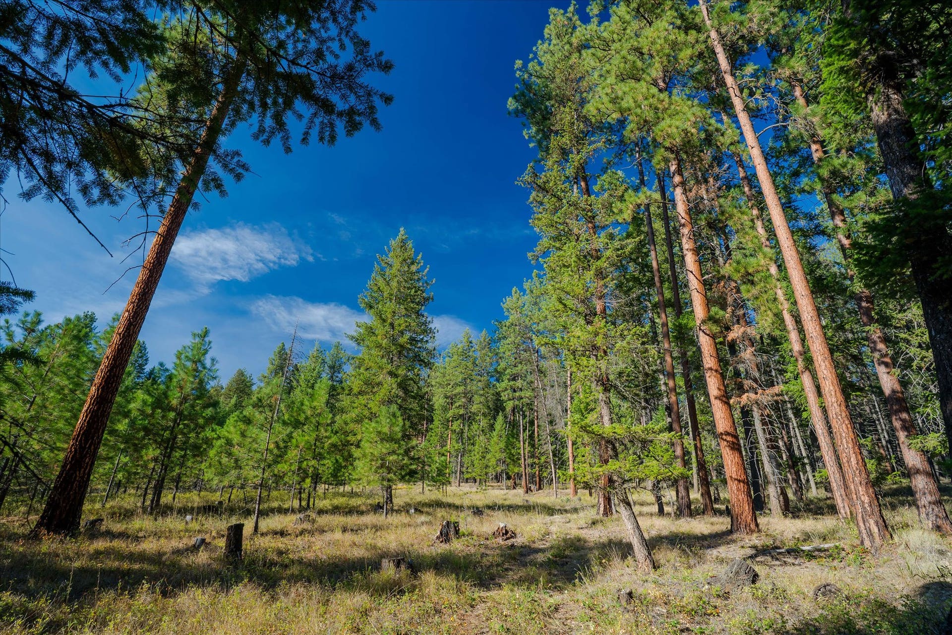 kna Mack Road, Libby, MT 59923 kna Mack Road, Libby, MT 59923