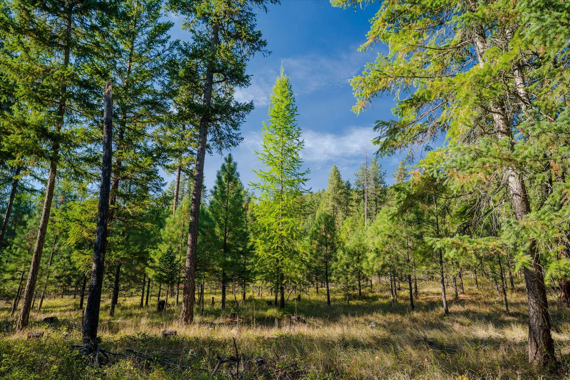 kna Mack Road, Libby, MT 59923 kna Mack Road, Libby, MT 59923