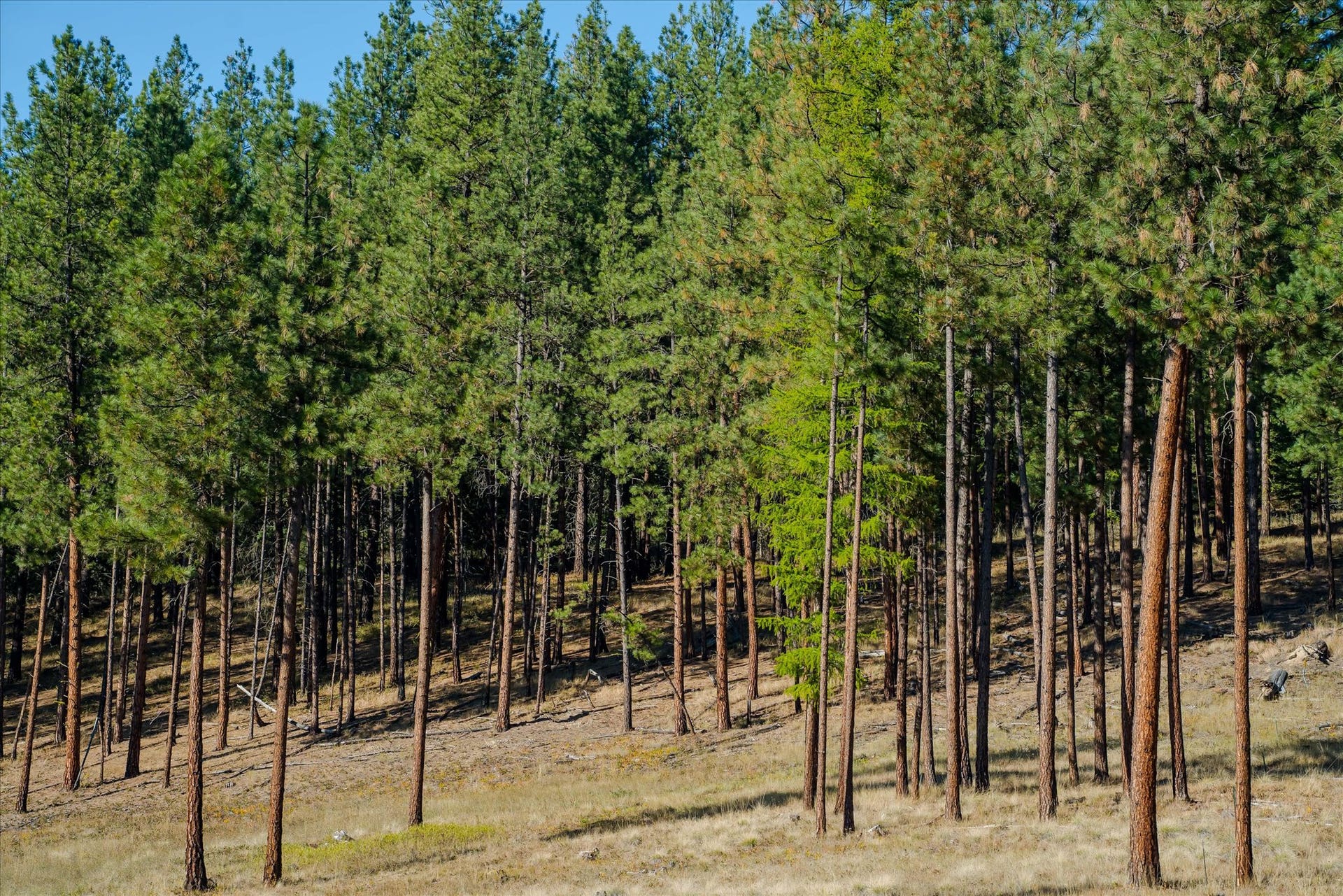 kna Mack Road, Libby, MT 59923 kna Mack Road, Libby, MT 59923