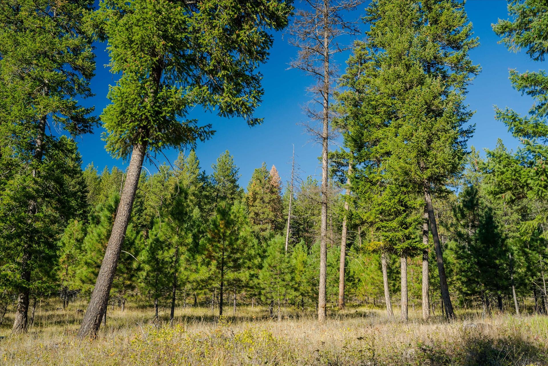 kna Mack Road, Libby, MT 59923 kna Mack Road, Libby, MT 59923
