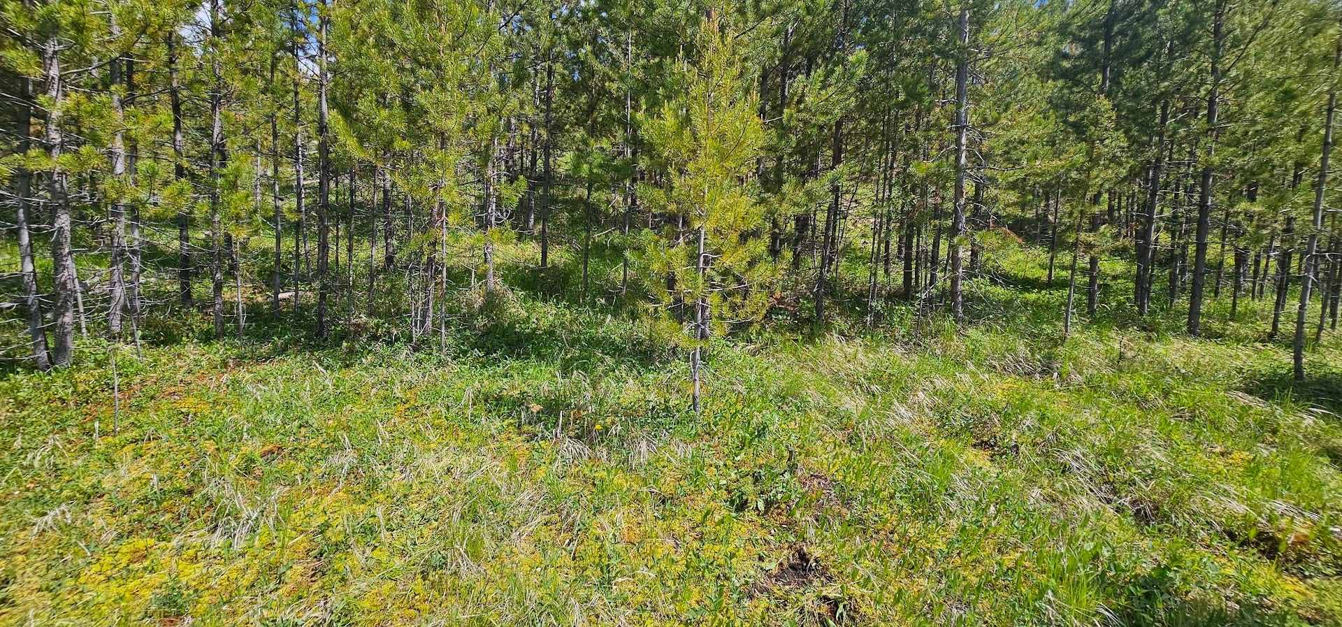 8 Tract Hall Creek, Helmville, MT 59843