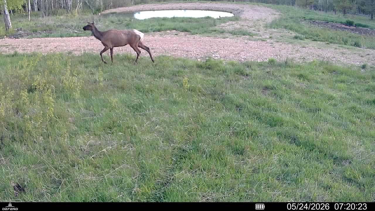 Elk