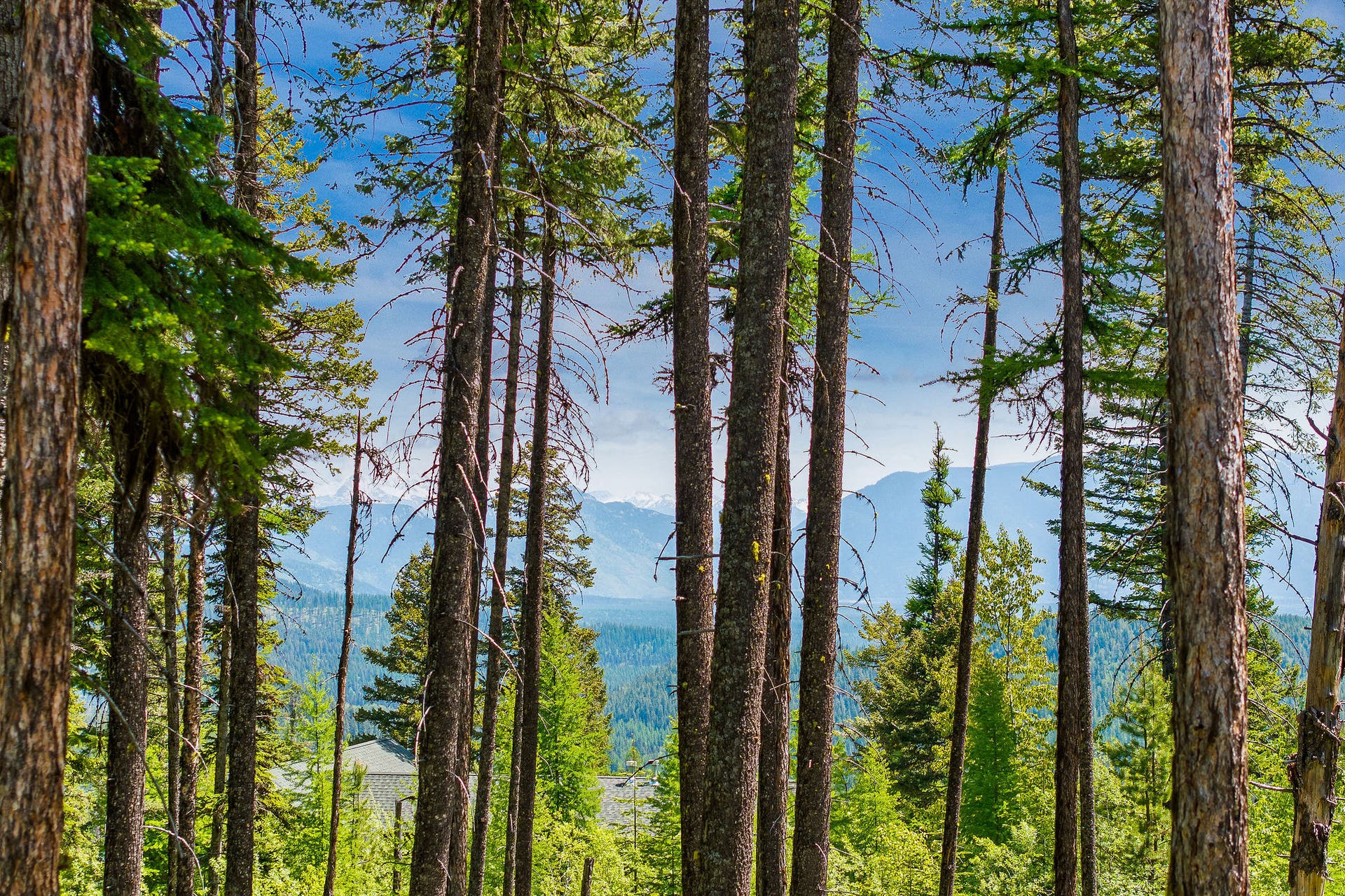205 Ridge Run Court, Whitefish, MT 59937 205 Ridge Run Court, Whitefish, MT 59937