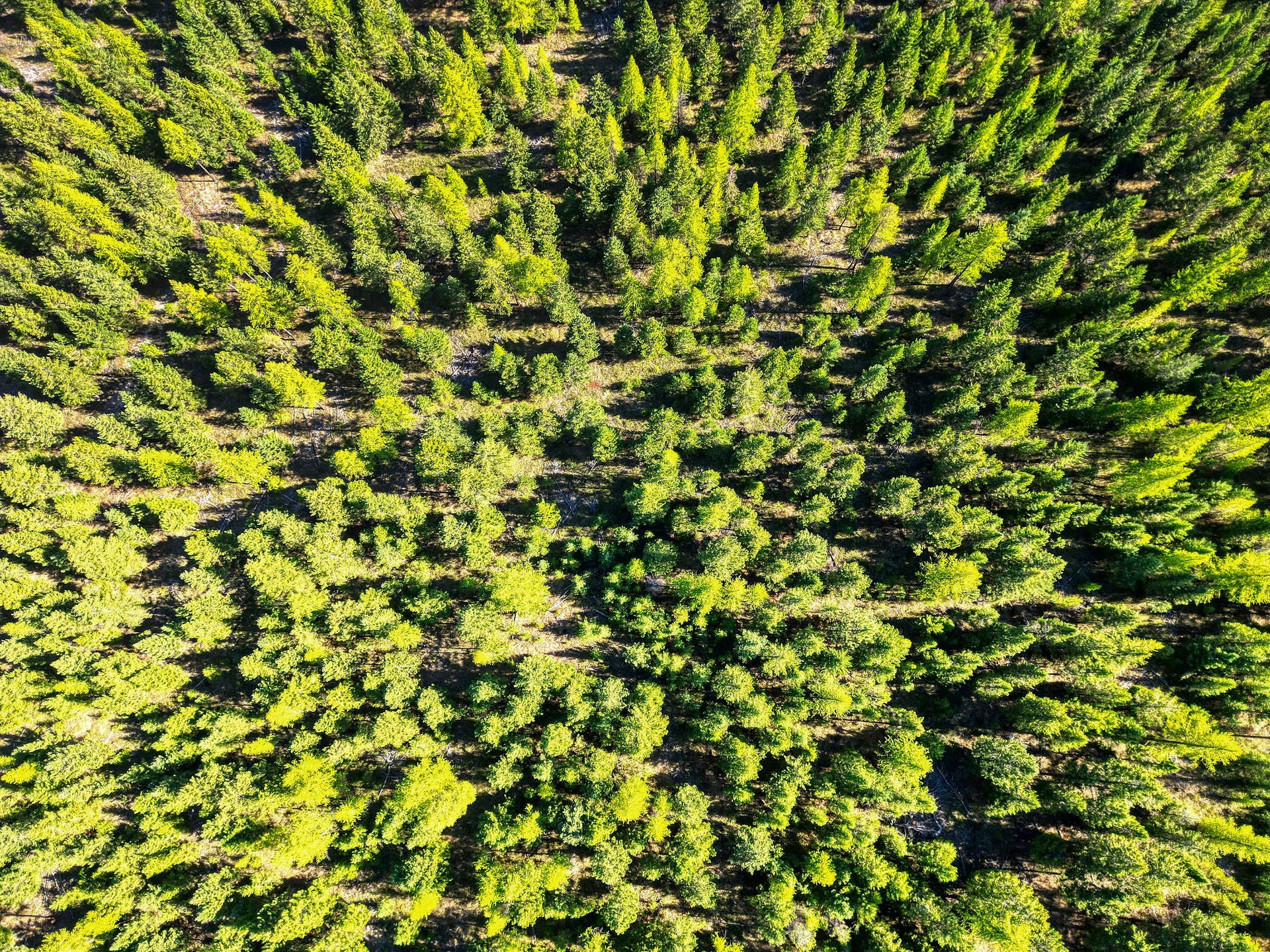Arial View