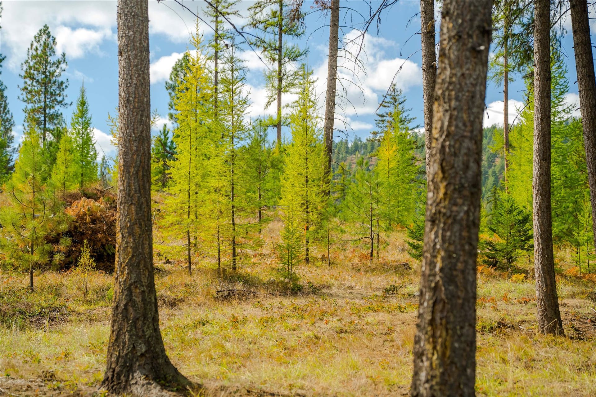 842 Taylor Road, Libby, MT 59923 842 Taylor Road, Libby, MT 59923