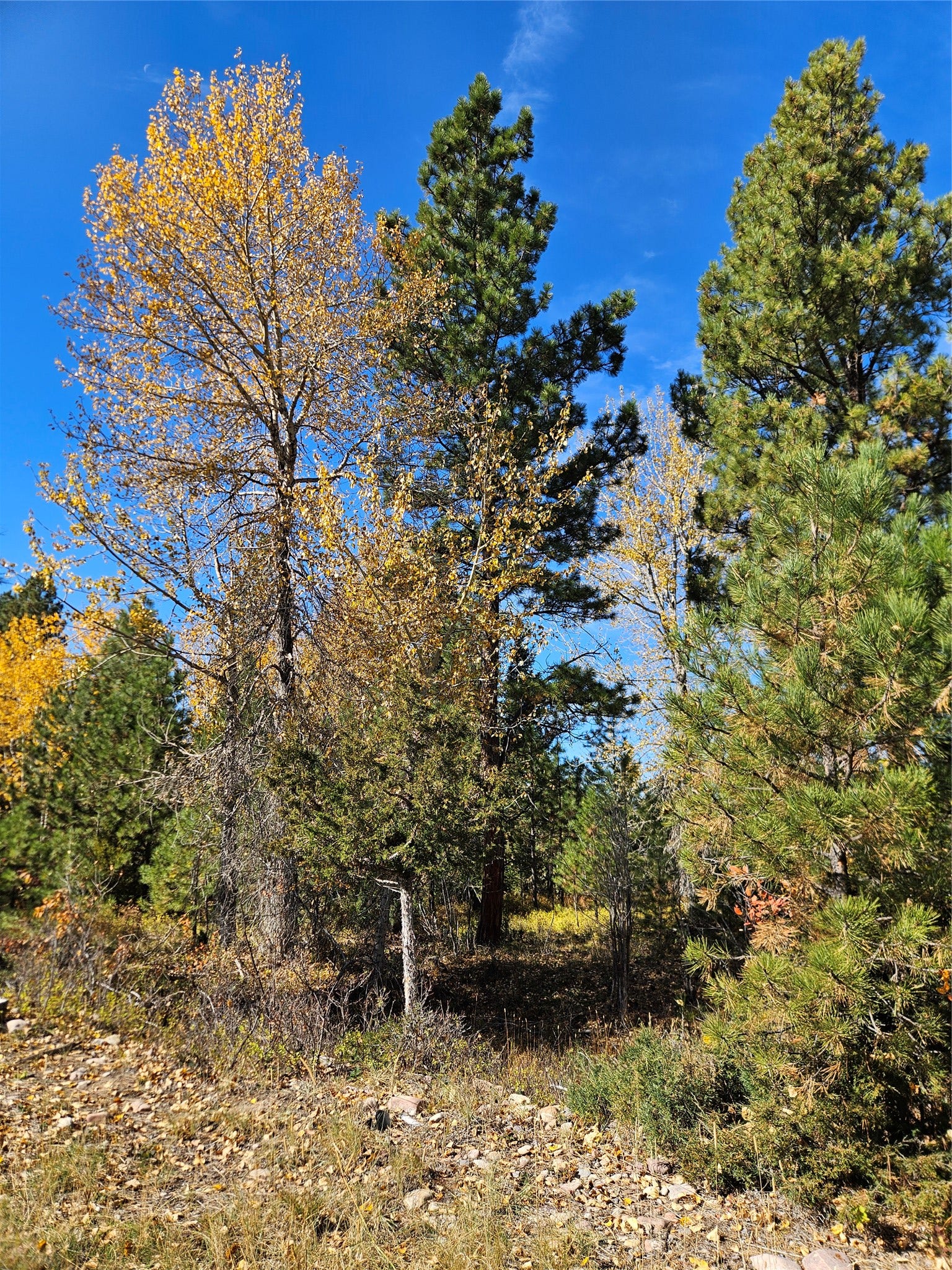 4270 Abe Lincoln Road, Lincoln, MT 59639