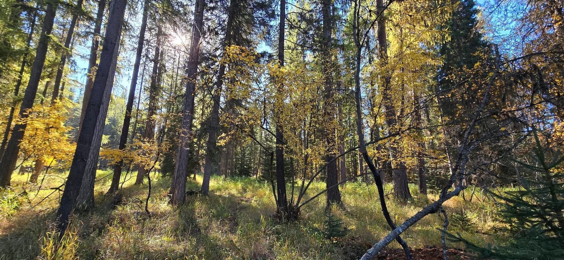 1057 Tamarack Lane, Troy, MT 59935