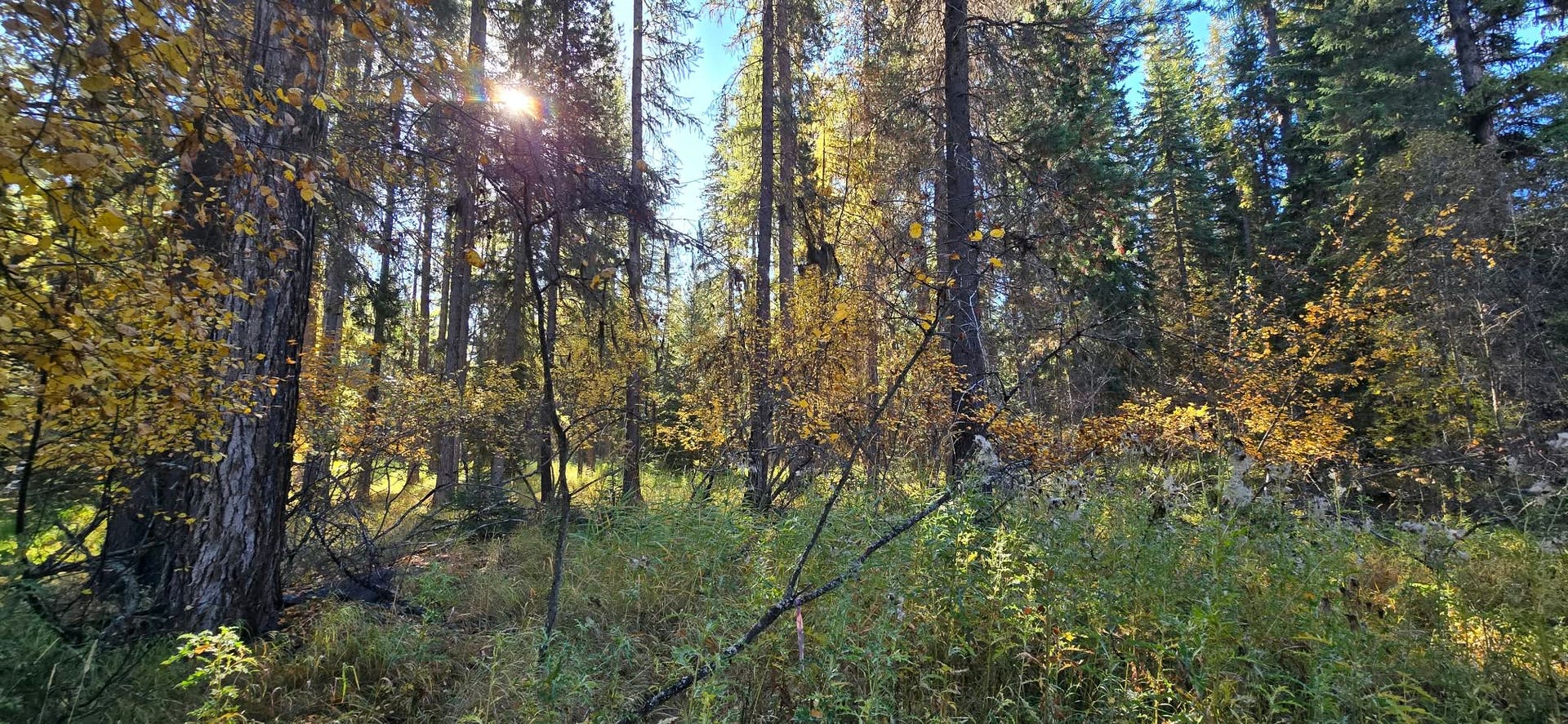 1057 Tamarack Lane, Troy, MT 59935