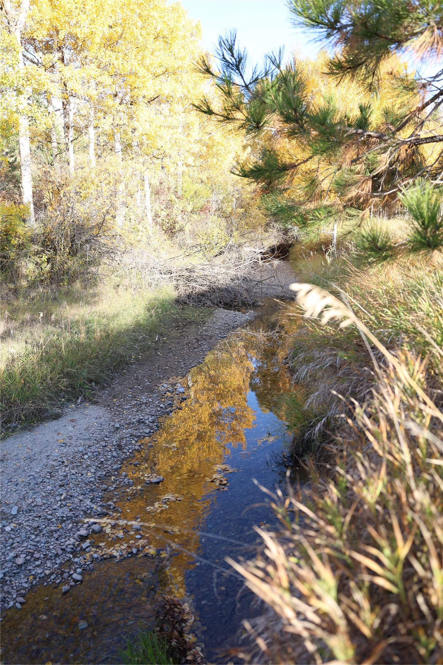 NHN Phillips Creek Trail, Eureka, MT 59917 NHN Phillips Creek Trail, Eureka, MT 59917
