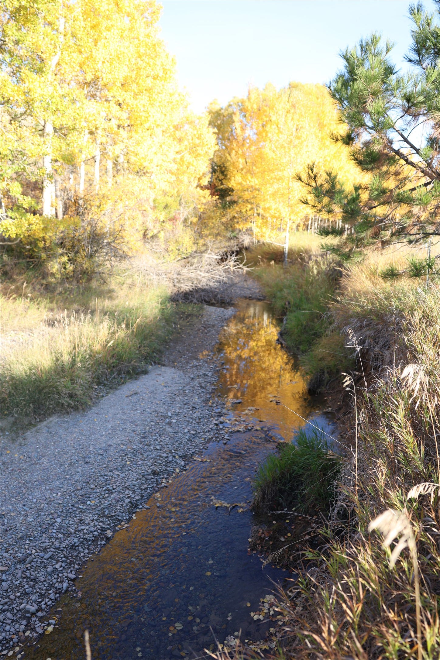 NHN Phillips Creek Trail, Eureka, MT 59917 NHN Phillips Creek Trail, Eureka, MT 59917