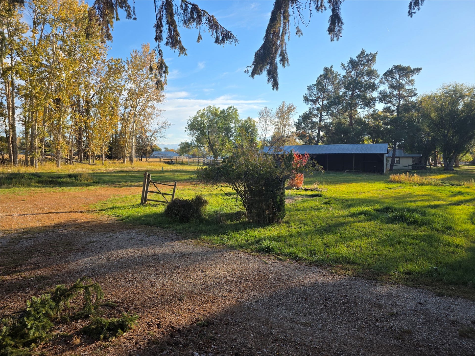 115 Ricketts Road, Hamilton, MT 59840 Expansive green space featuring mature trees and a gravel driveway