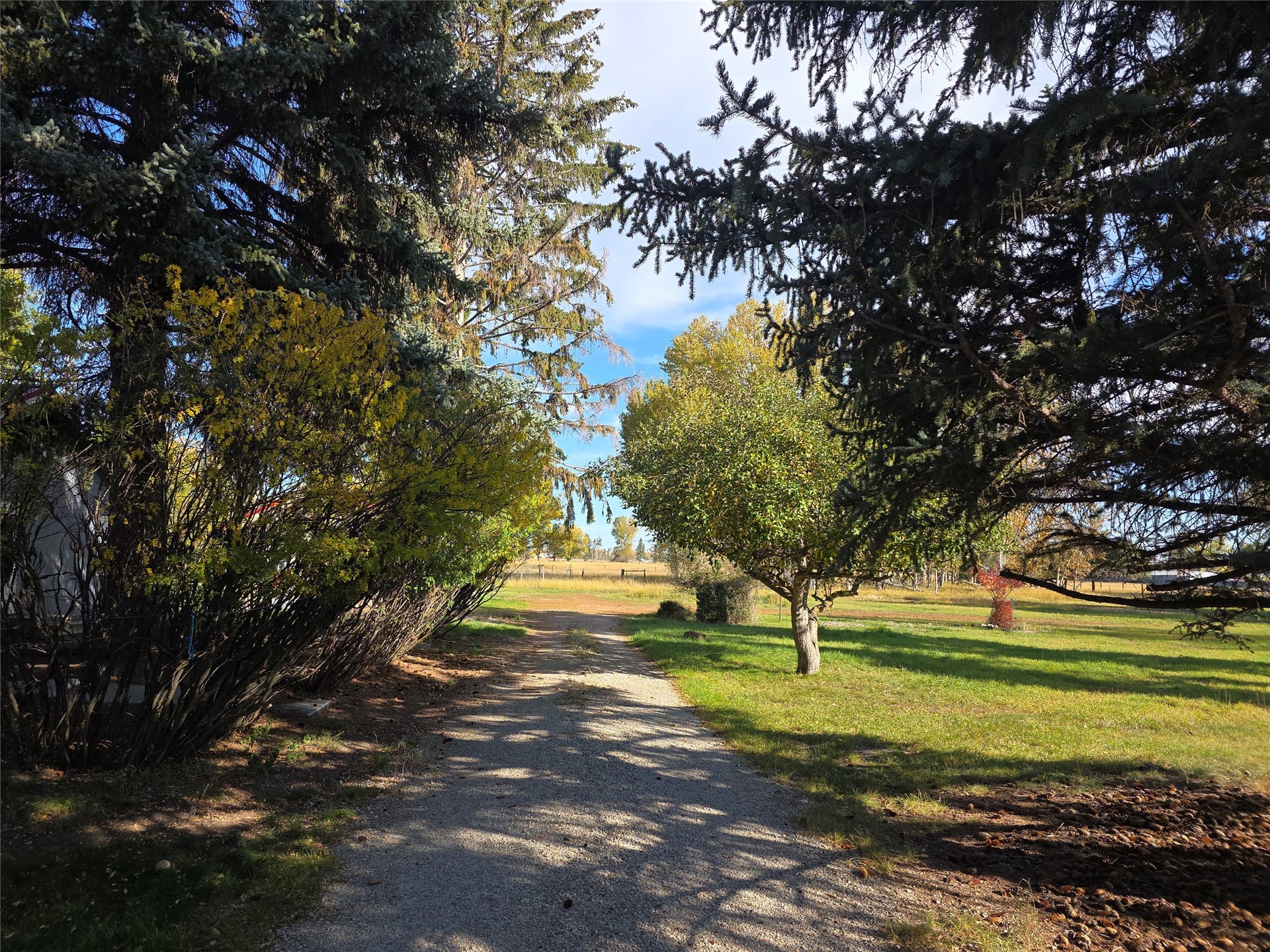 115 Ricketts Road, Hamilton, MT 59840 Gravel driveway bordered by mature trees and shrubs, expansive grassy area, and distant fencing