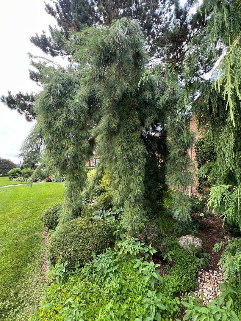 607 Berkshire Court, Downers Grove, IL 60516